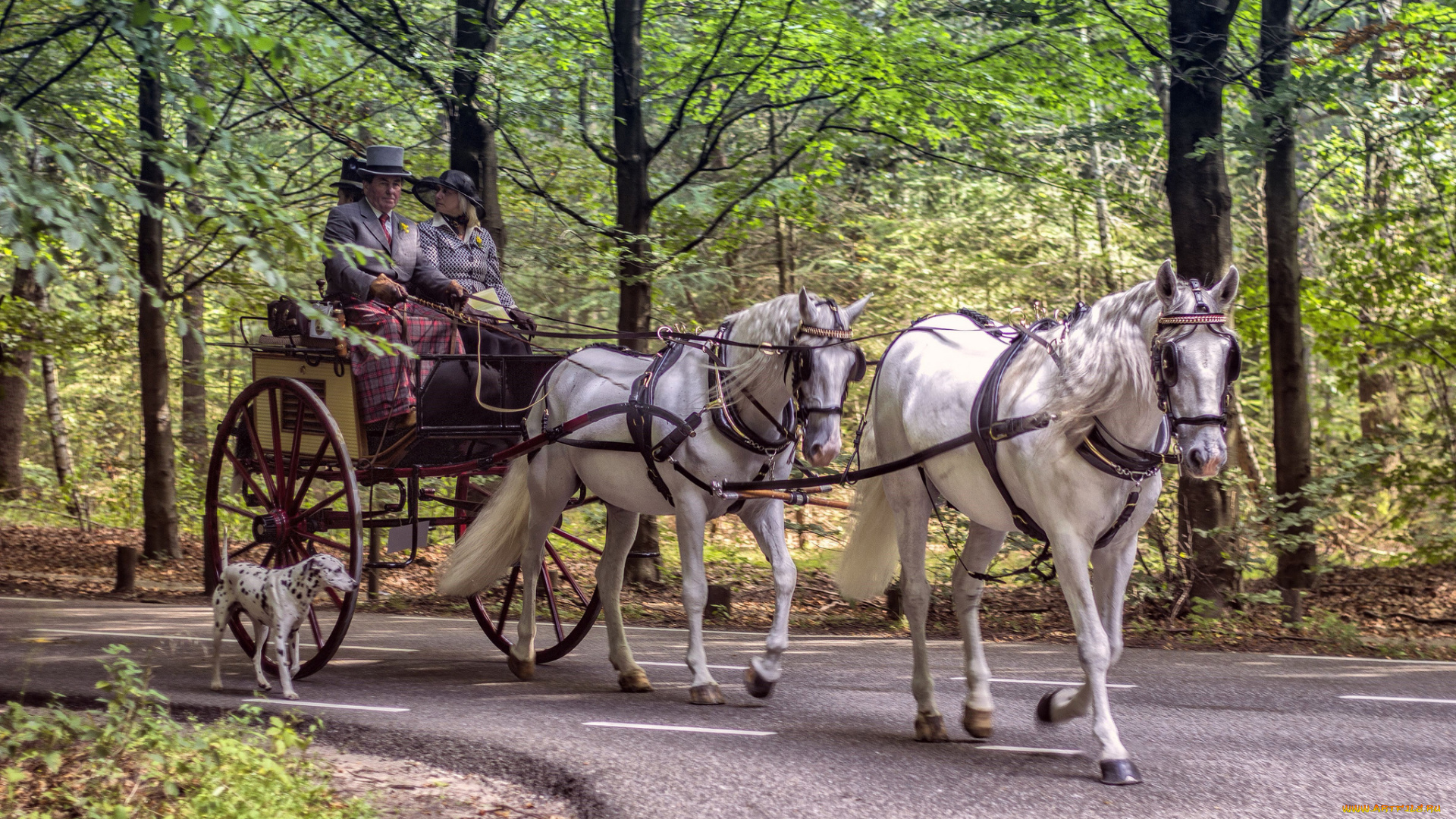 животные, лошади, экипаж