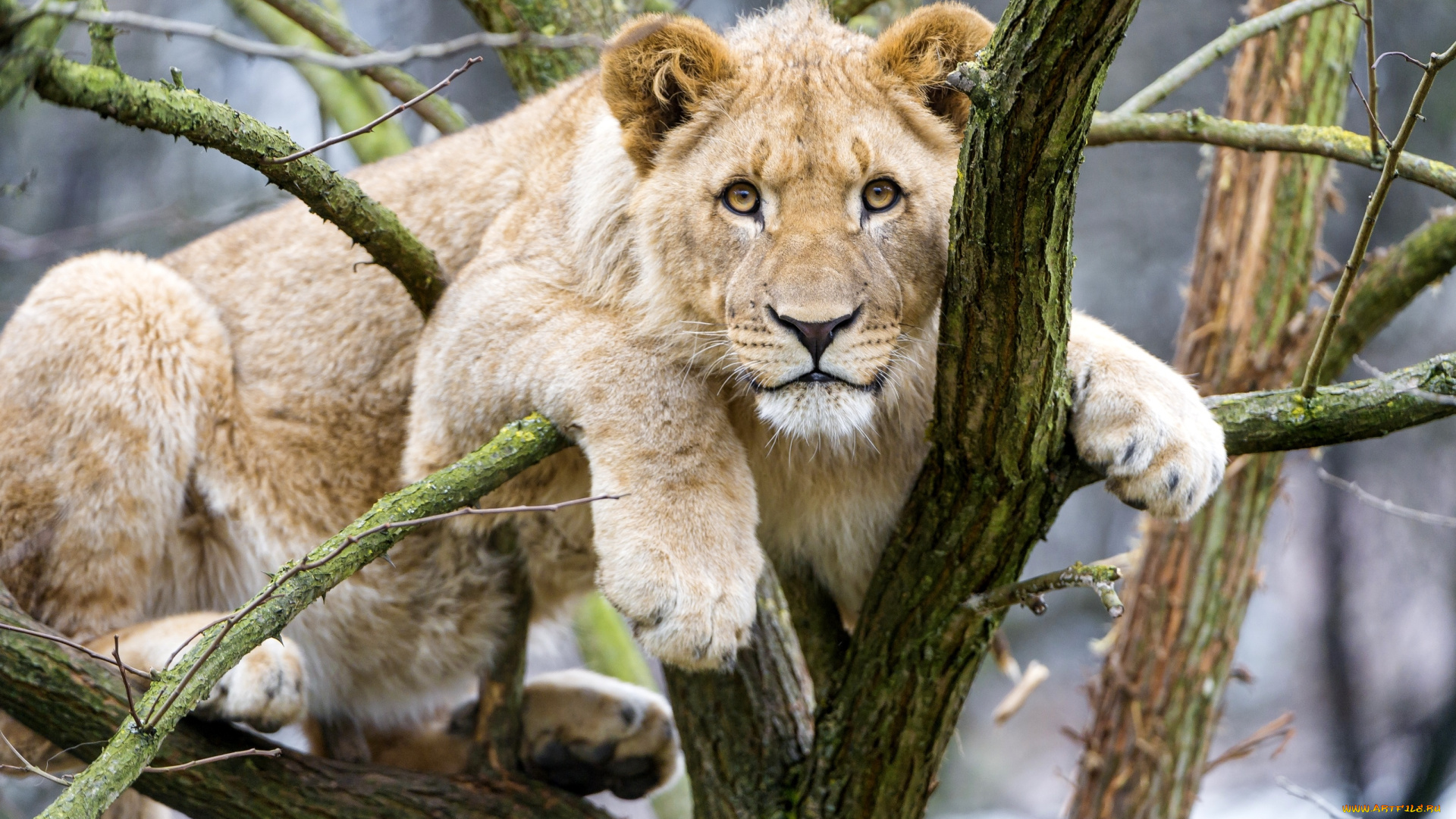животные, львы, взгляд, львица, лев, дерево