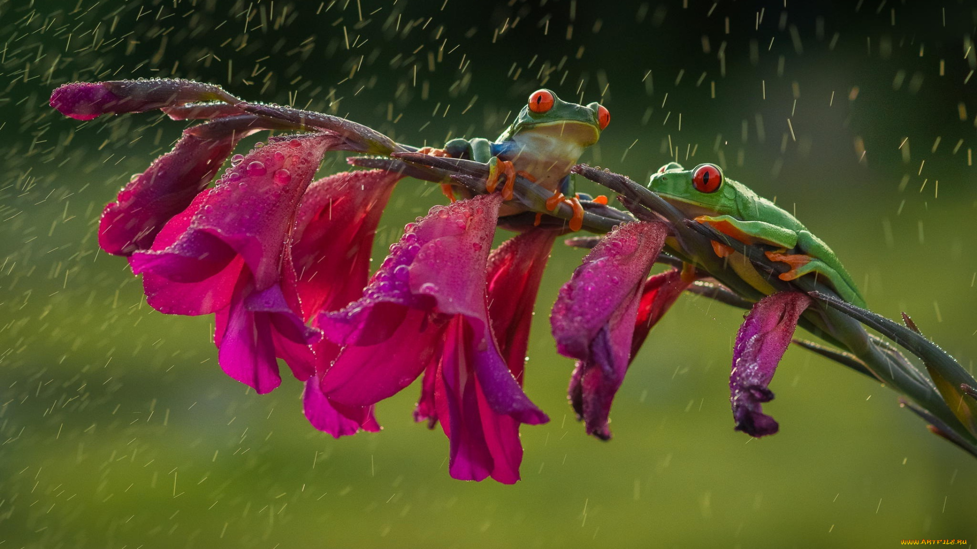 животные, лягушки, древесные, frog, дружба, friendsheep, лапки, colourfull, rain, flower, red, eyes, orange, дождь, красные, глаза, оранжевые, цветок, разноцветные, зеленые, beauty