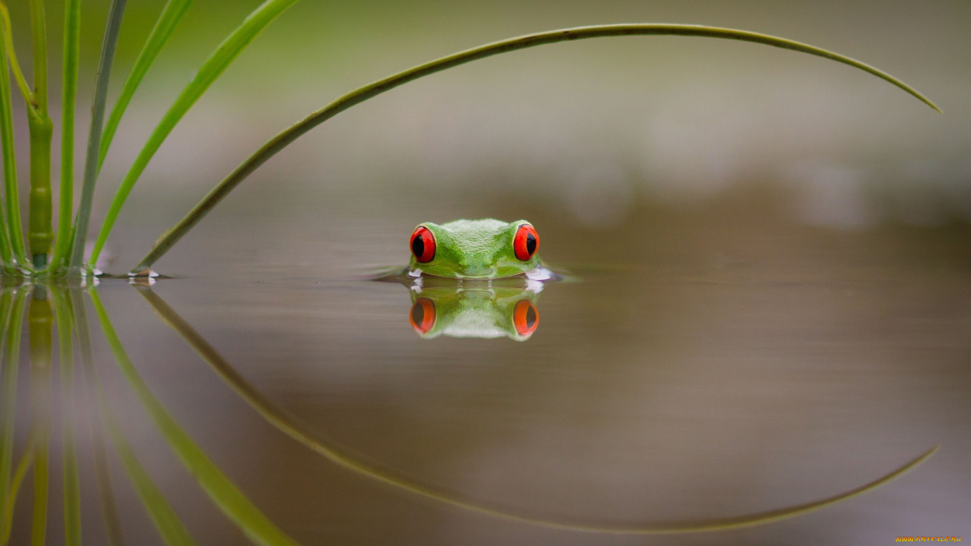 животные, лягушки, красные, глаза, плывет, leave, купание, beauty, древесная, лягушка, frog, лист, red, eyes, colourfull, озеро, вода, swimming, зеленая, разноцветная, lake, water