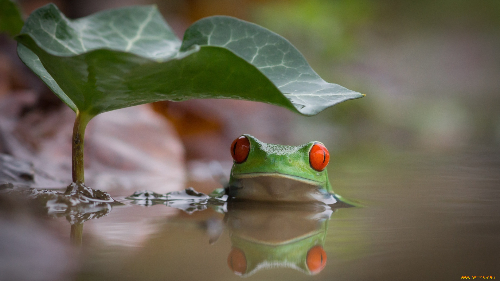 животные, лягушки, озеро, плывет, hd, вода, swimming, leave, water, lake, лист, красные, глаза, разноцветная, зеленая, beauty, лягушка, древесная, red, eyes, colourfull, frog, интерес, подозрение, купание