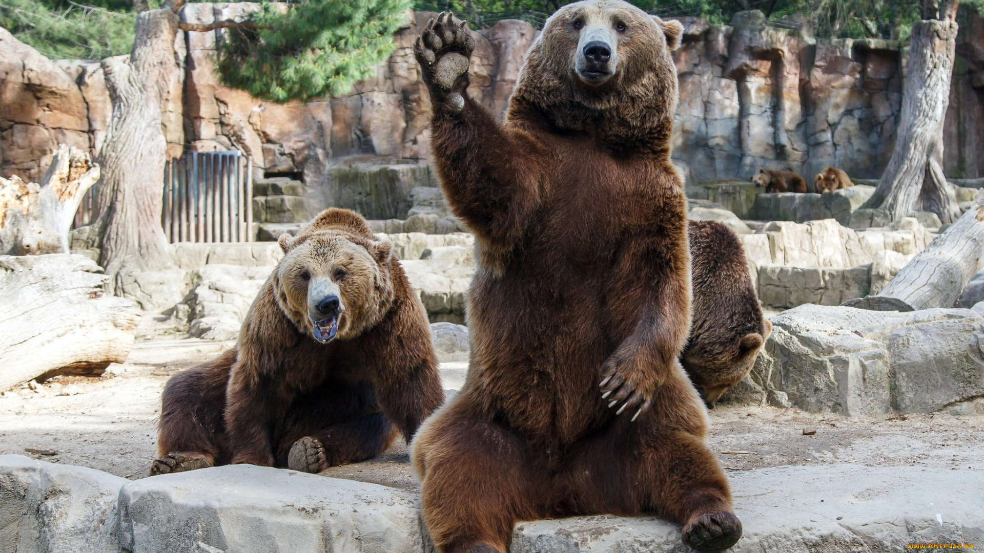 животные, медведи, лапа, похмелье, друзья, situation, friends, ситуация, дружба, зоопарк, dudes, hangover, мужики, bears, zoo, взмах, чуваки
