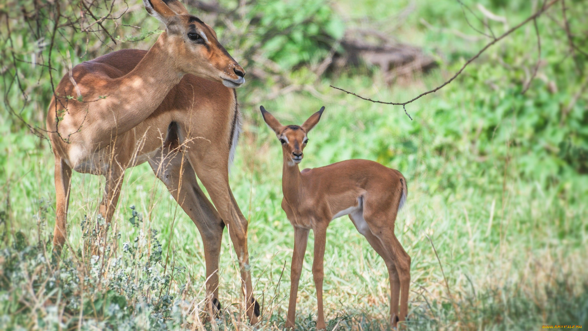 животные, олени, детеныш, олениха