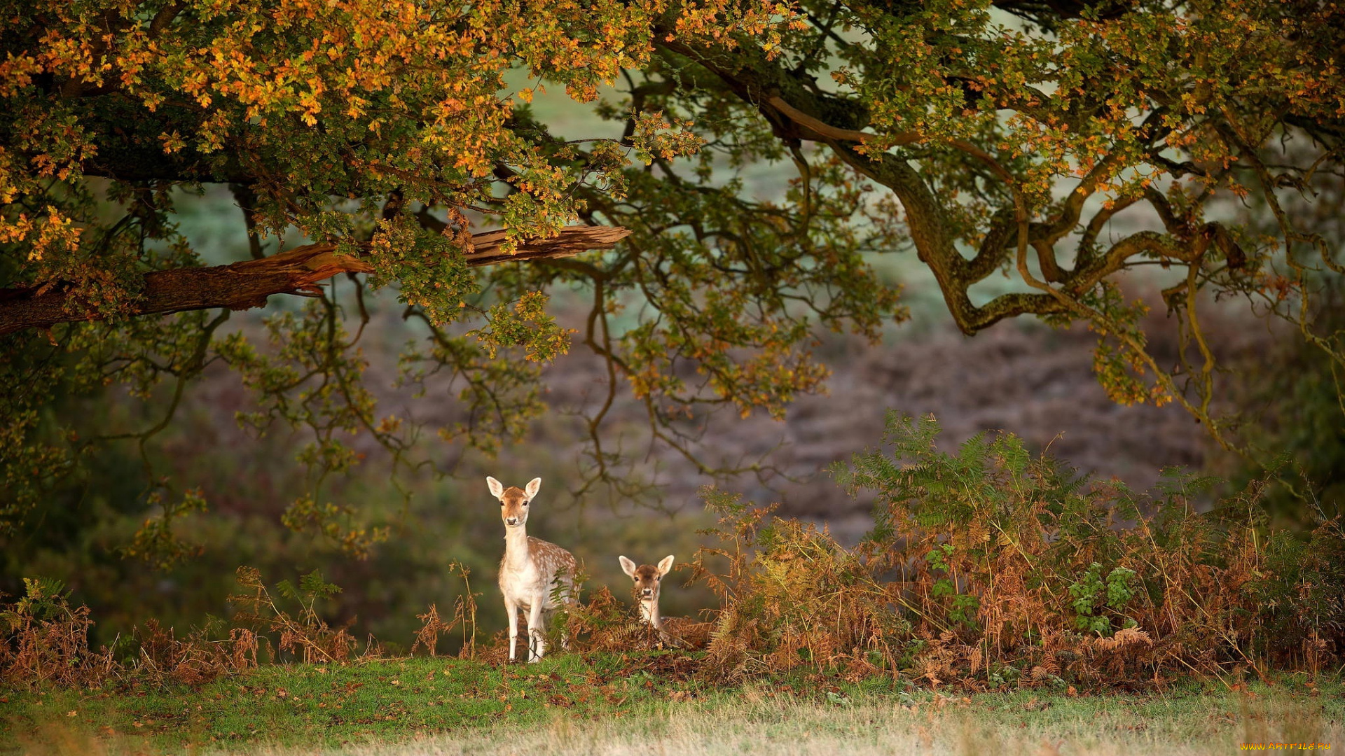 животные, олени, forest, animal, wild, олененок, deer, олень, nature, emi, природа, лес