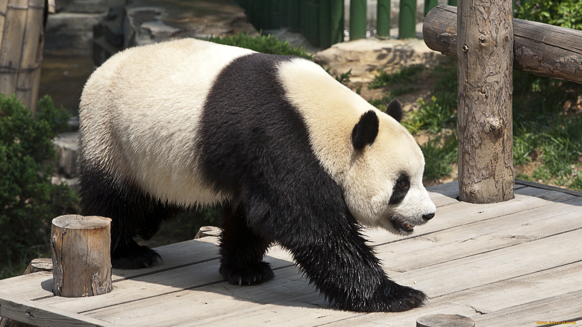 животные, панды, панда