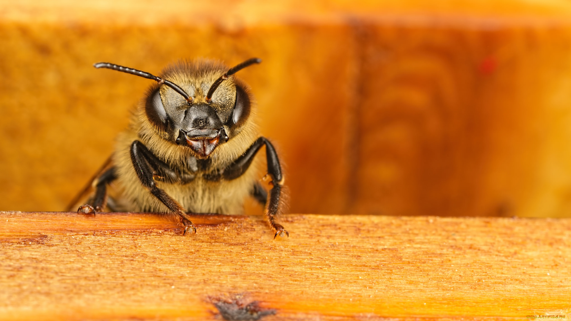 животные, пчелы, , осы, , шмели, макро, насекомое