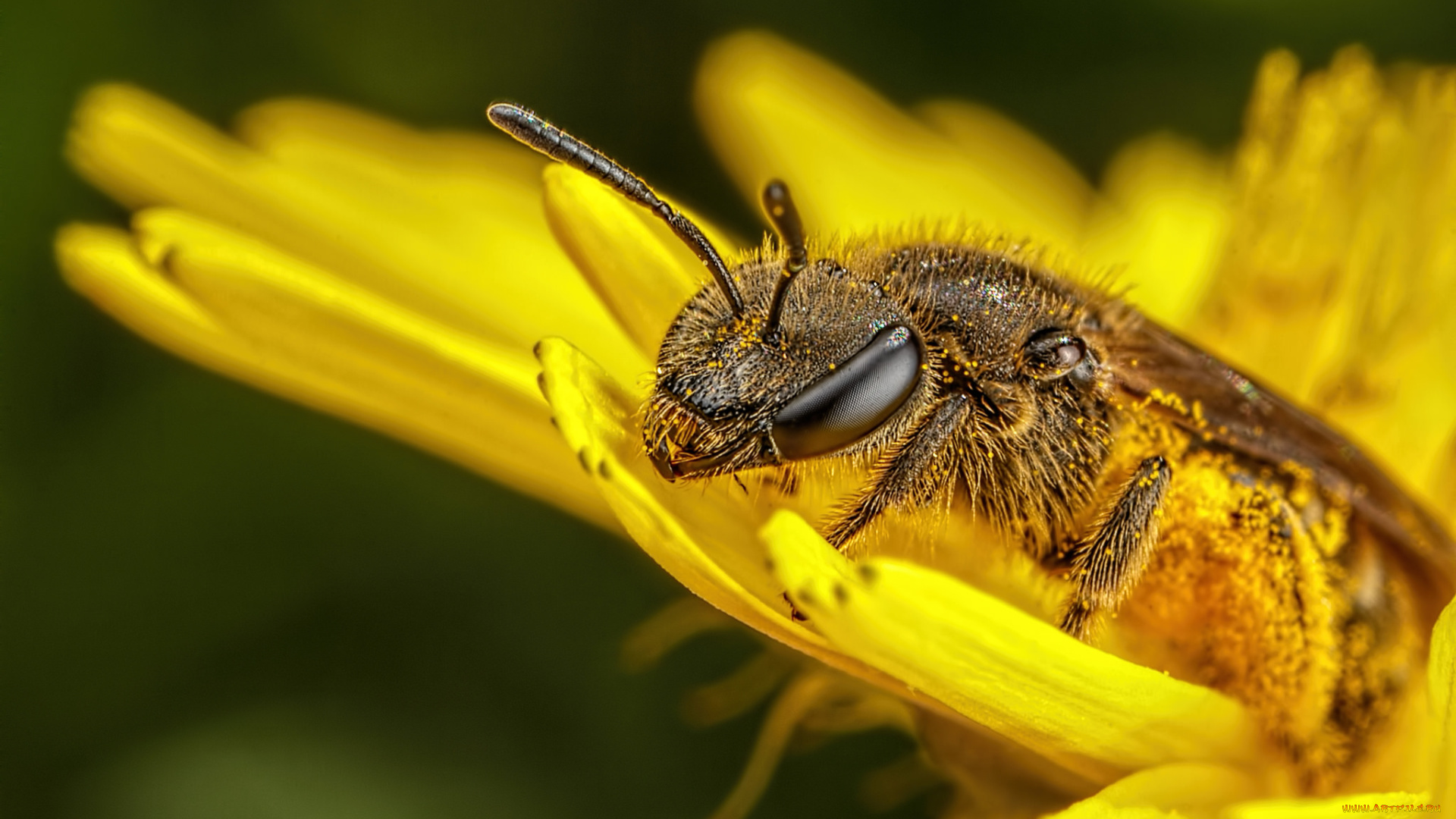 животные, пчелы, , осы, , шмели, макро, насекомое, утро, фон, цветок, пчела, усики, пыльца, одуванчик