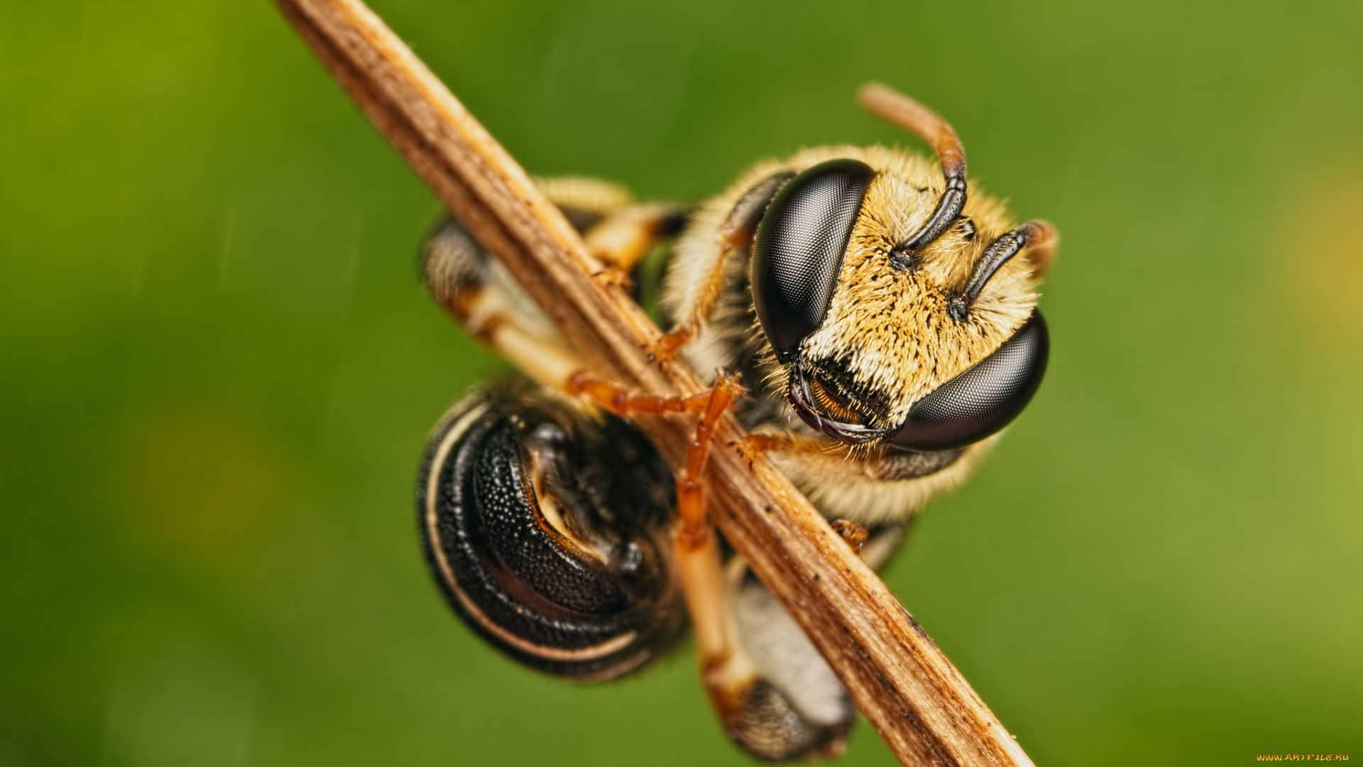 животные, пчелы, , осы, , шмели, зелёный, фон, насекомое, травинка, макро