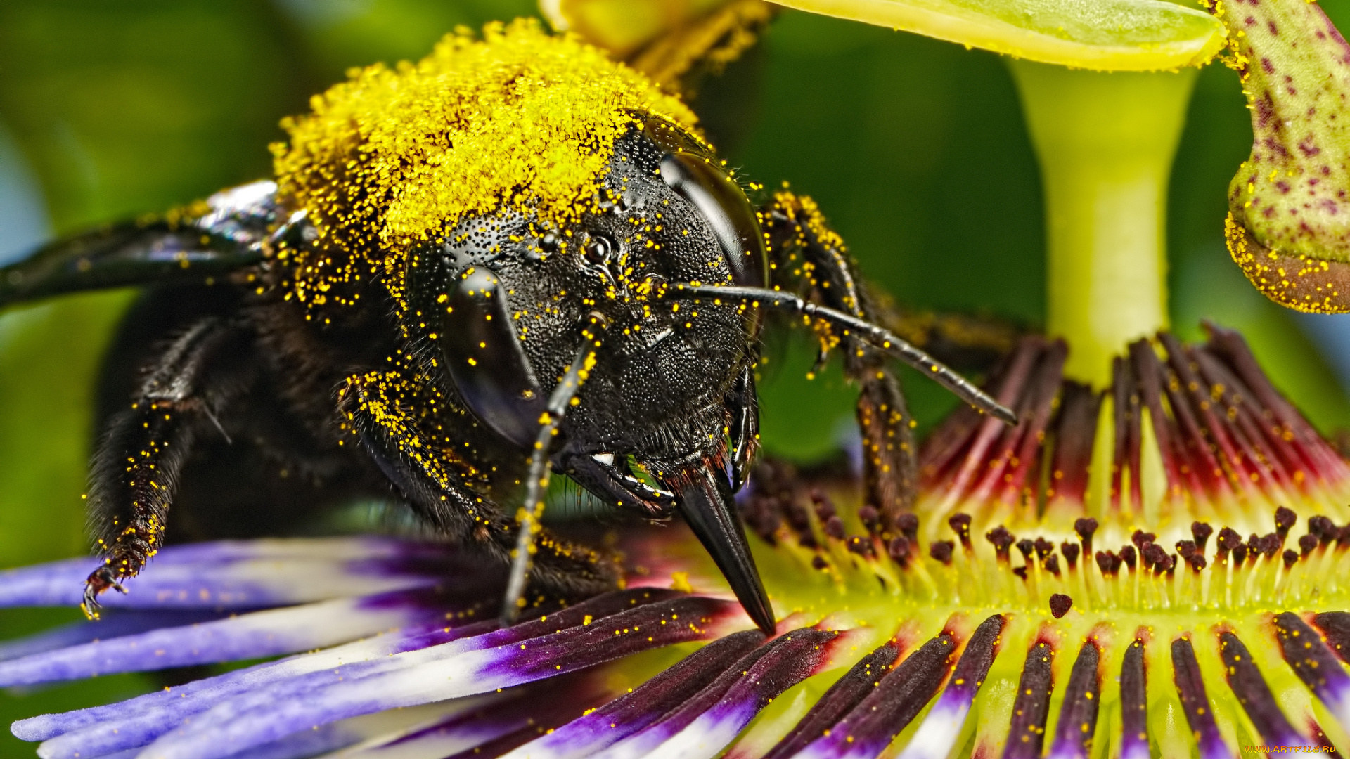 животные, пчелы, , осы, , шмели, жёлтые, кружочки, макро, пасифлора, насекомое, цветок