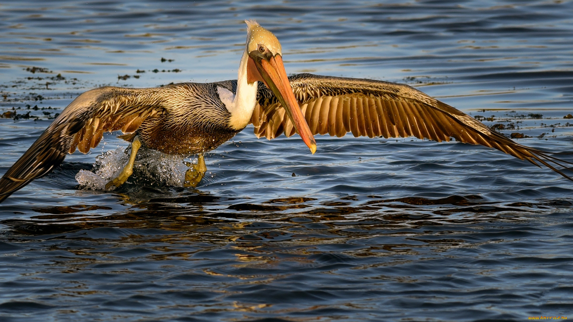 животные, пеликаны, пеликан