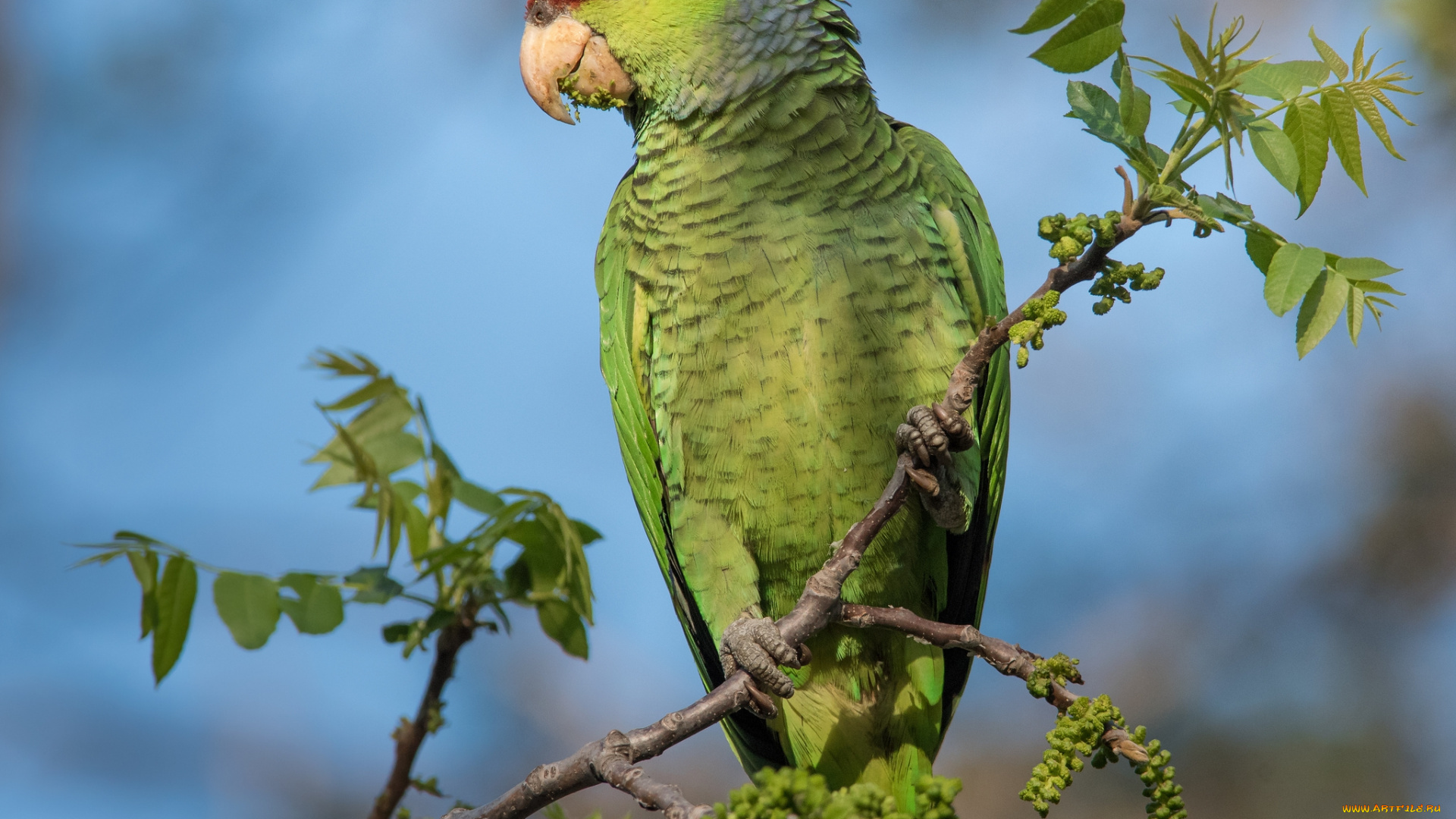 животные, попугаи, попугай