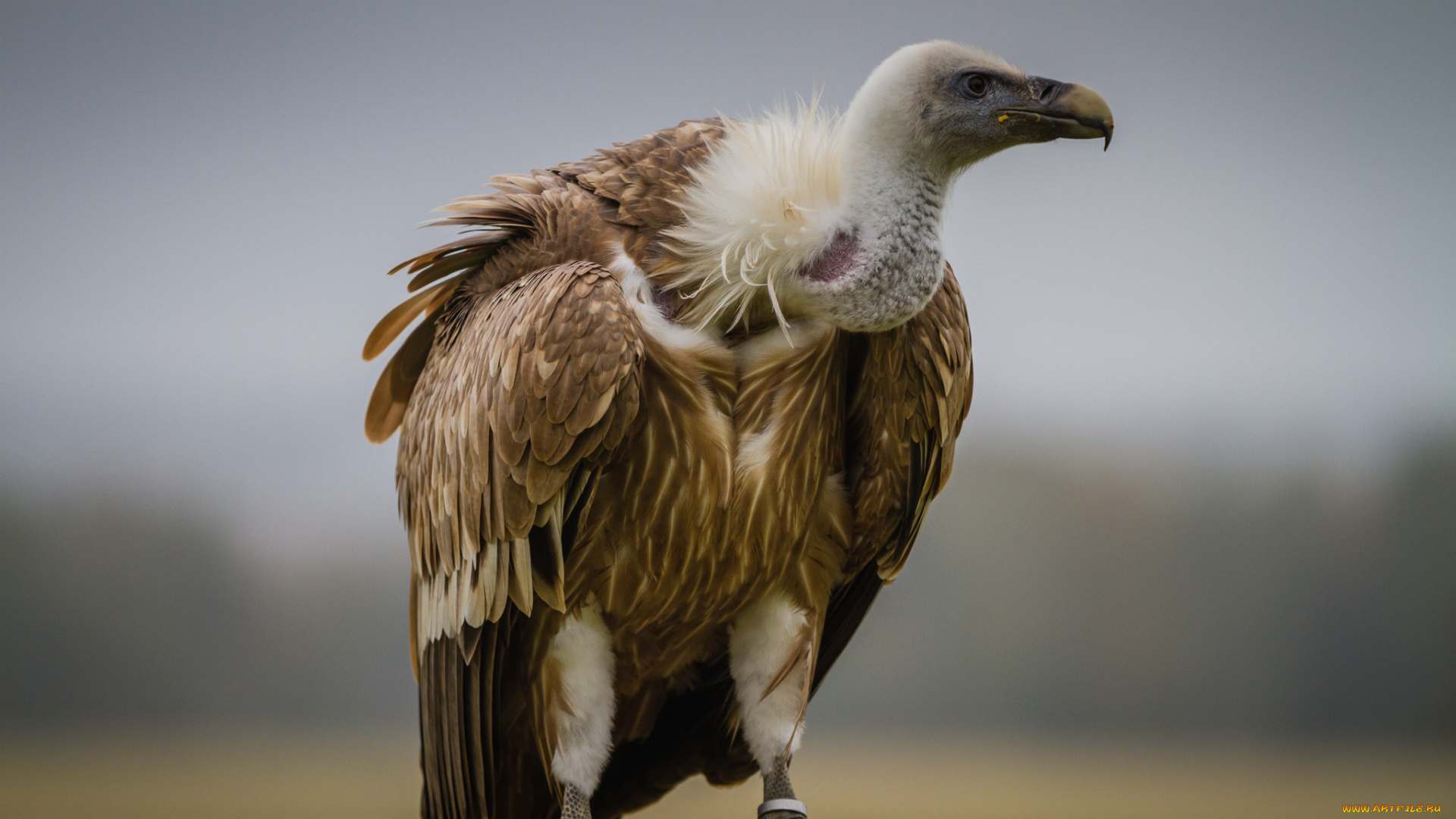 животные, птицы, -, хищники, гриф