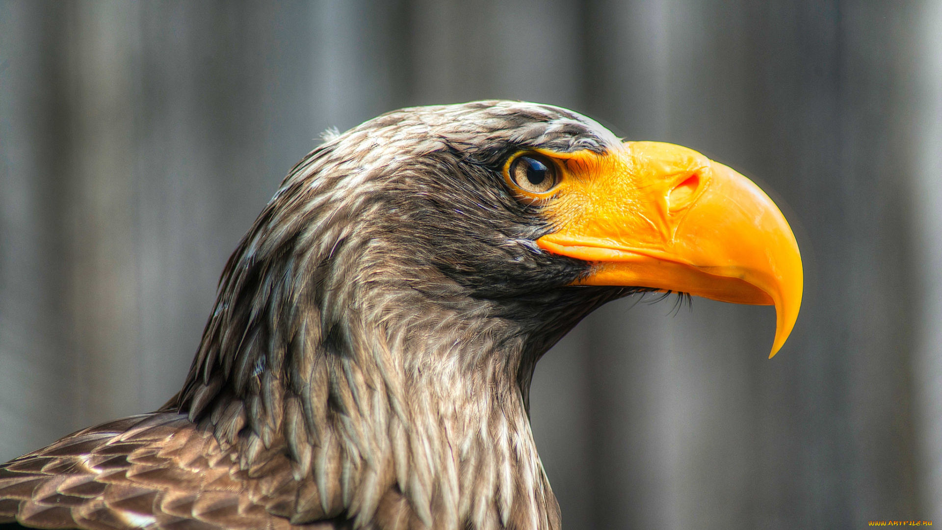 животные, птицы, -, хищники, орел