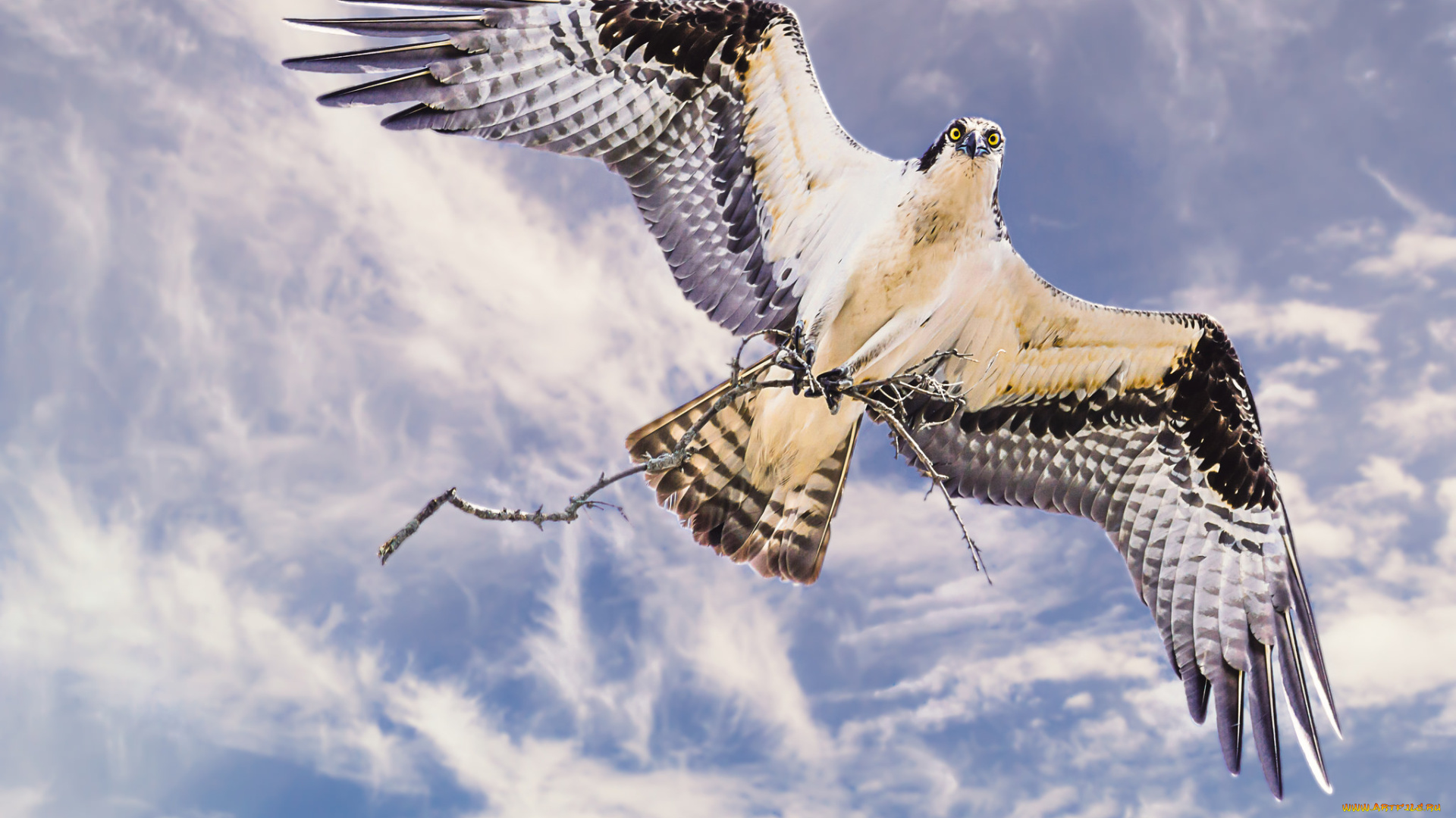 животные, птицы, -, хищники, веточки, птица, небо