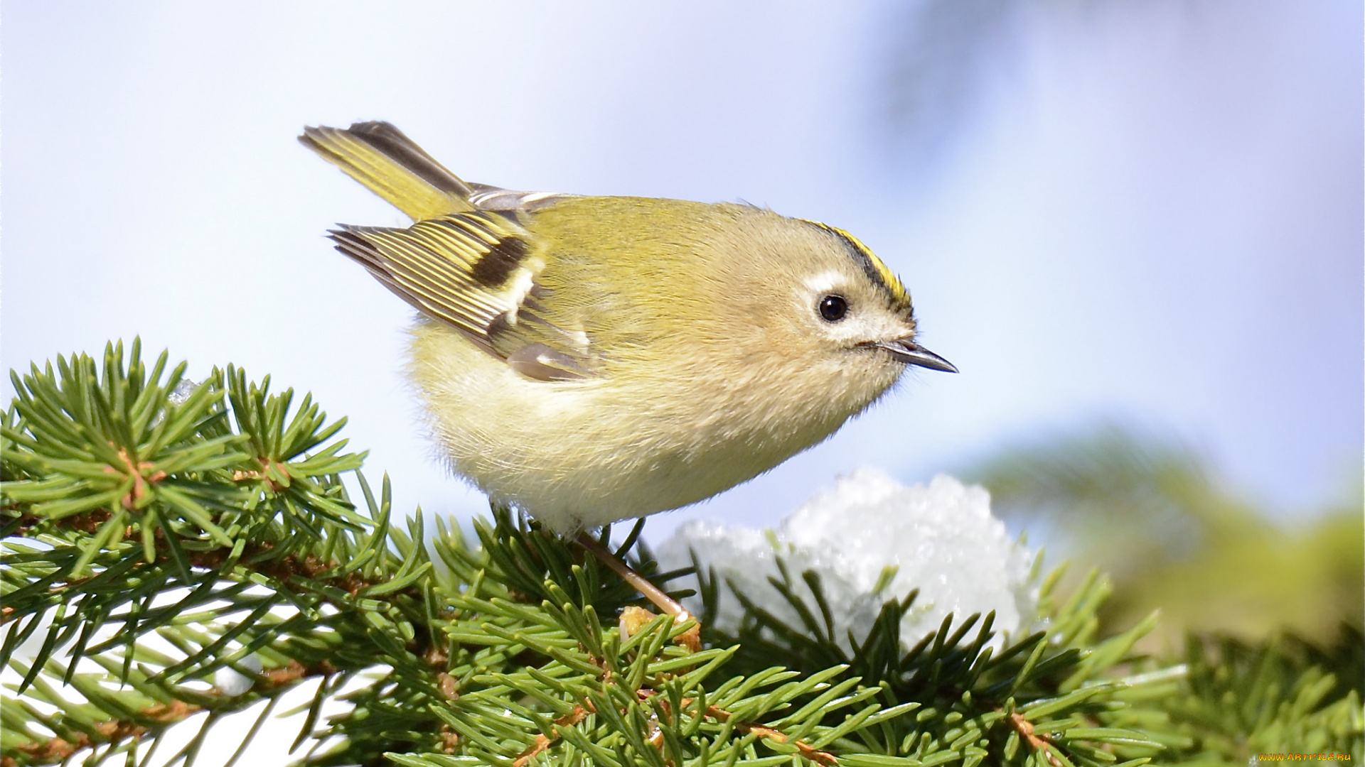 животные, птицы, хвоя, птица, ветки