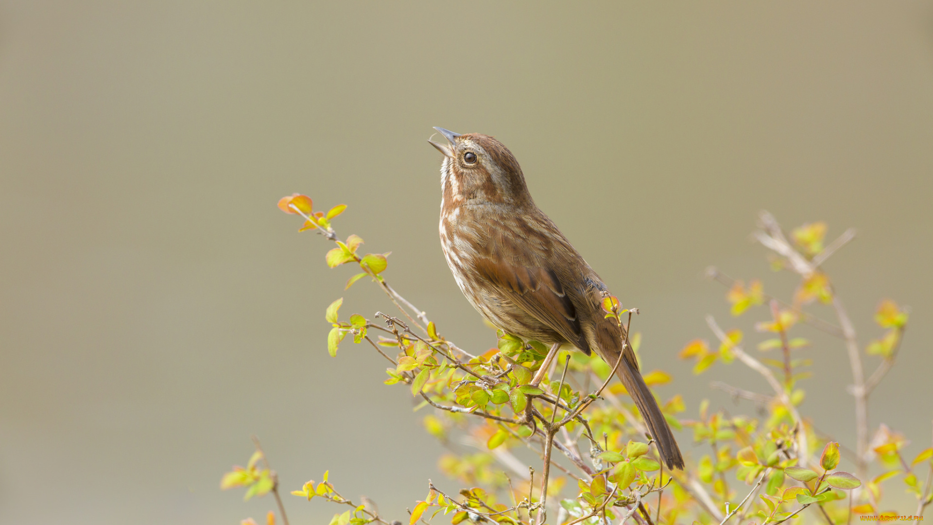 животные, птицы, листья, ветки, птичка, фон, птица