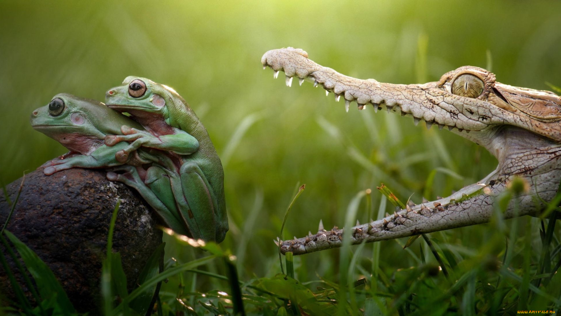 животные, разные, вместе, crocodile, лапки, hunt, danger, love, любовь, аллигатор, зубы, опасность, охота, swamp, reptile, teeth, colourfull, разноцветные, зеленые, beauty, лягушки, frog, крокодил, озеро