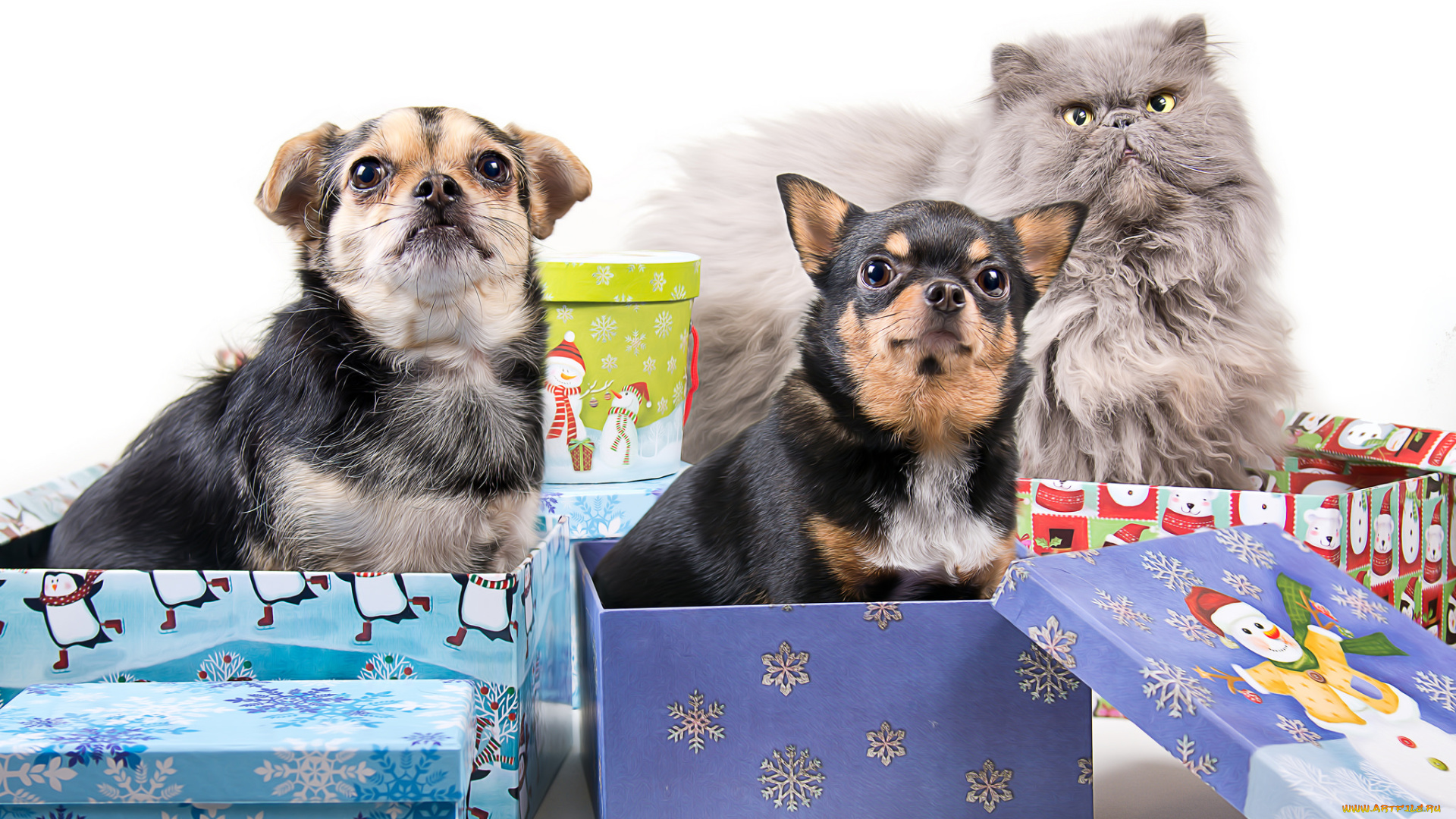 животные, разные, вместе, коробки, подарки, собаки, кот