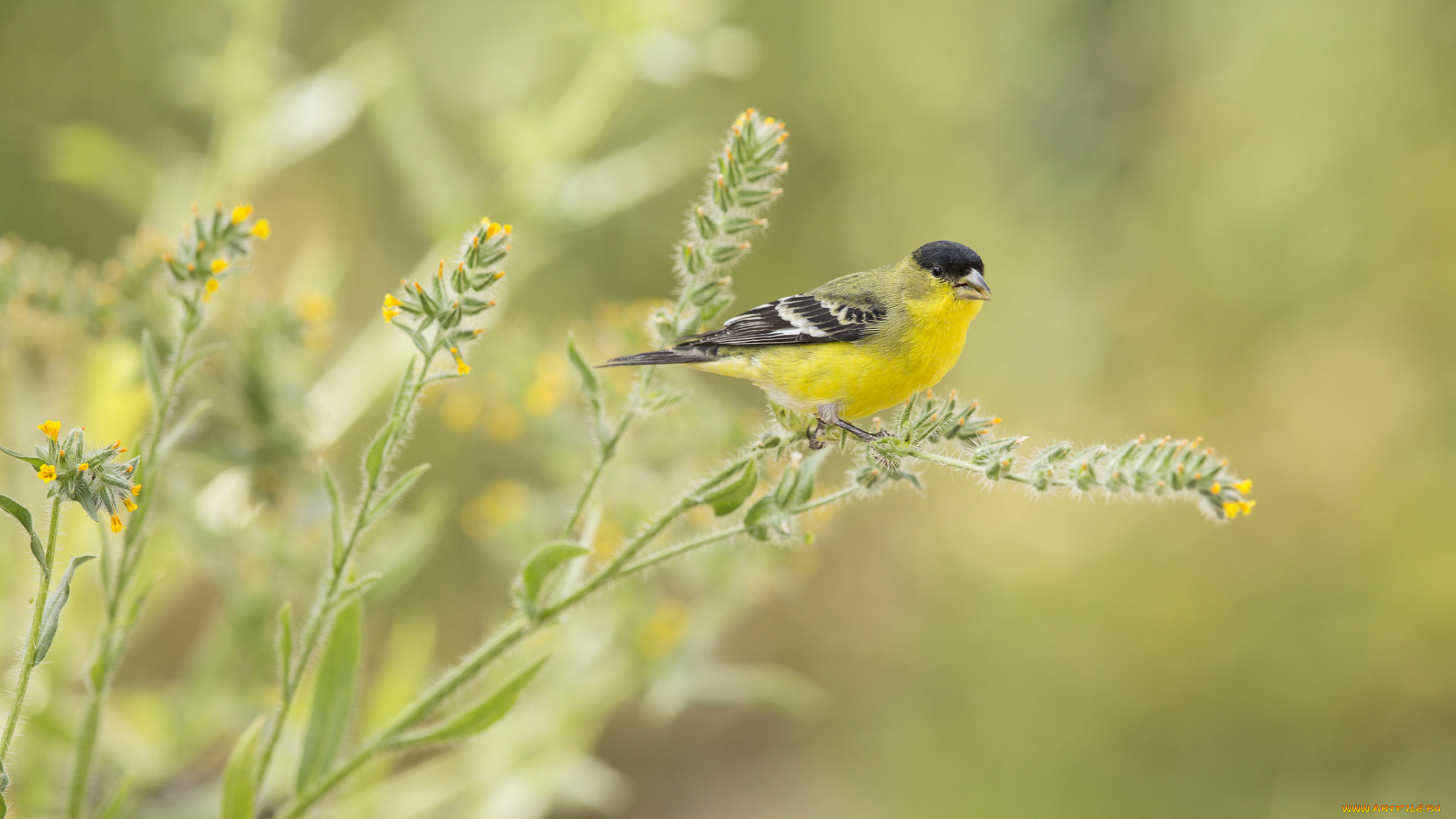 животные, синицы, , лазоревки, трава, цветы, птица, птичка