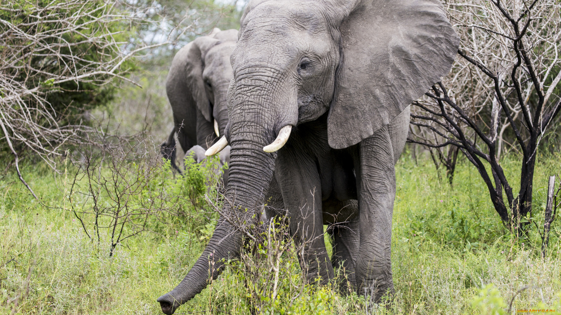 животные, слоны, слон