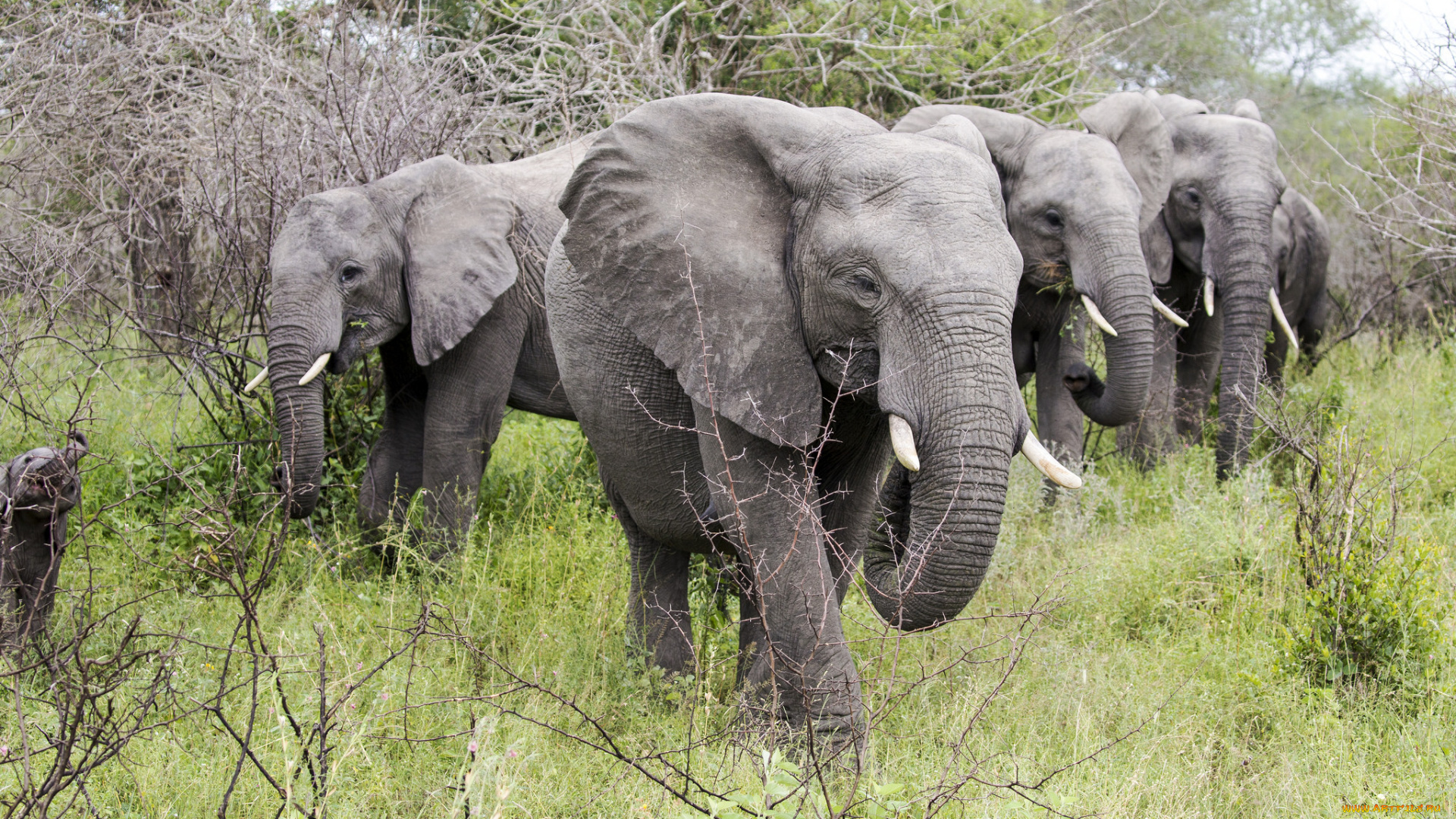 животные, слоны, стадо