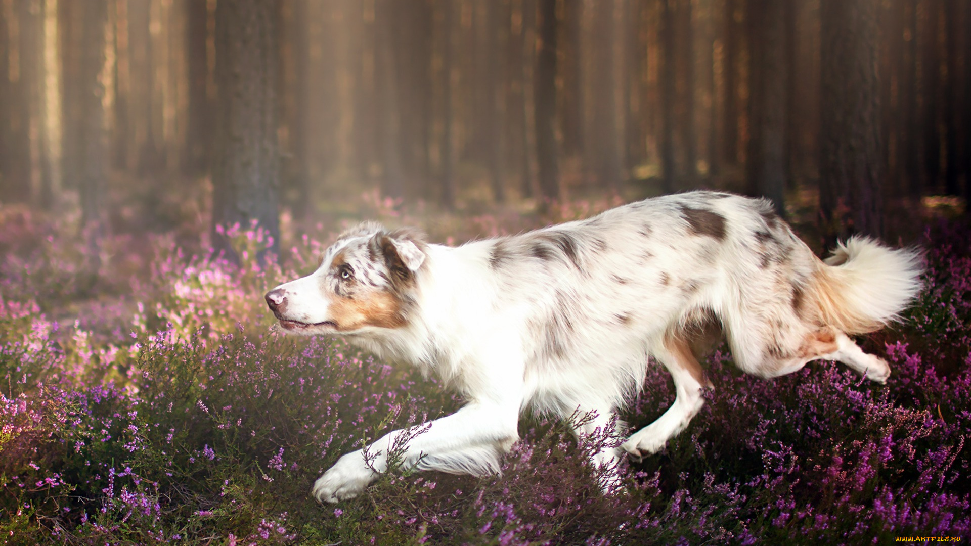 животные, собаки, друг, взгляд, собака, бежит, цветы, луг, лес