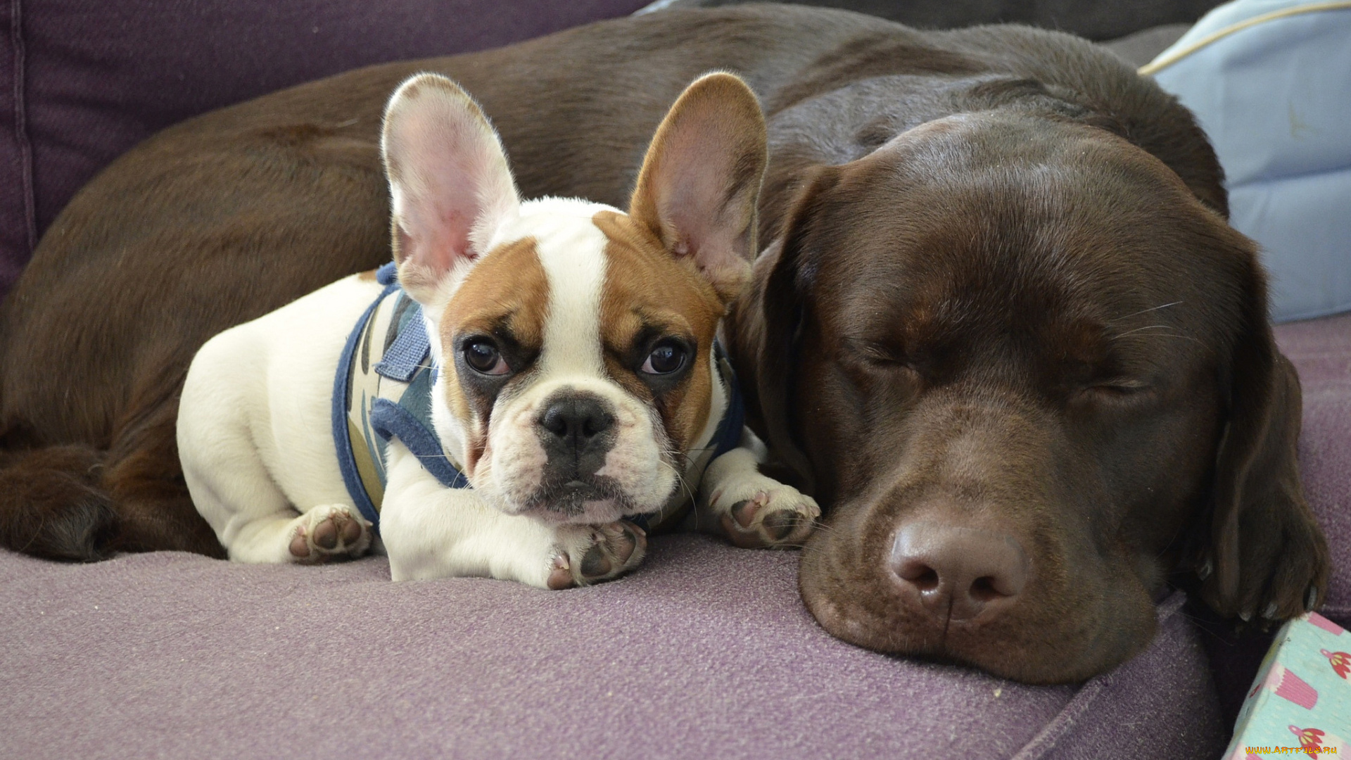 животные, собаки, друзья