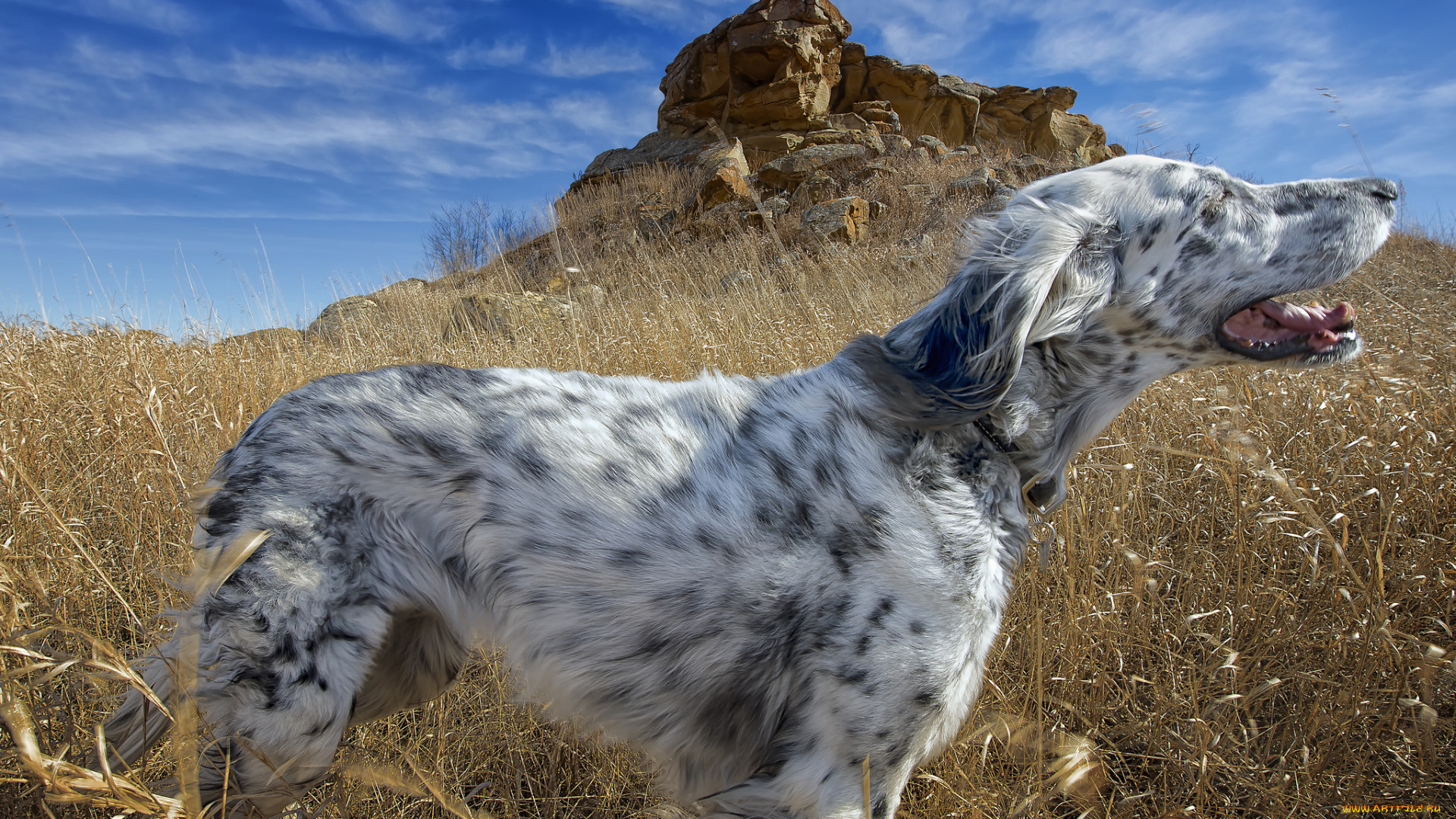 животные, собаки, пес, охотничий