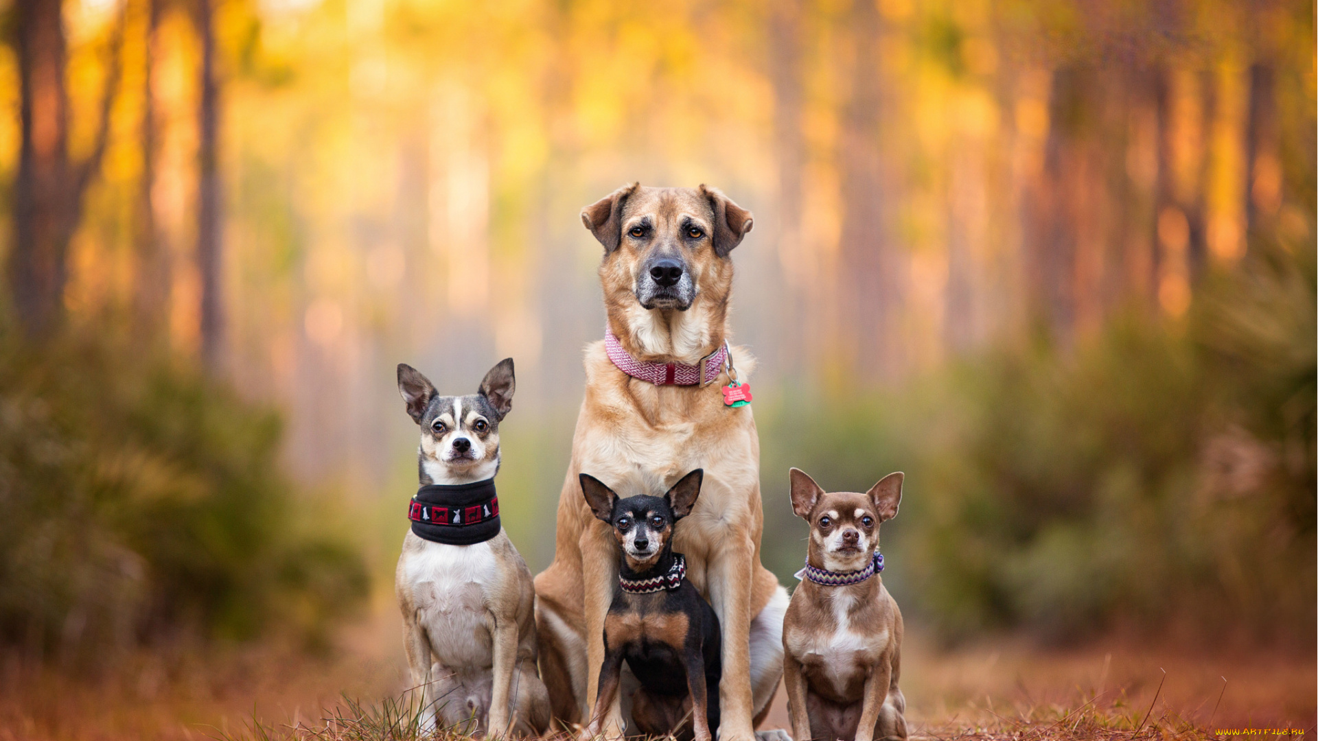 животные, собаки, семья, Чихуахуа, kaylee, greer, bokeh, chihuahua, dog, family, cute, dogs, breath, пинчер