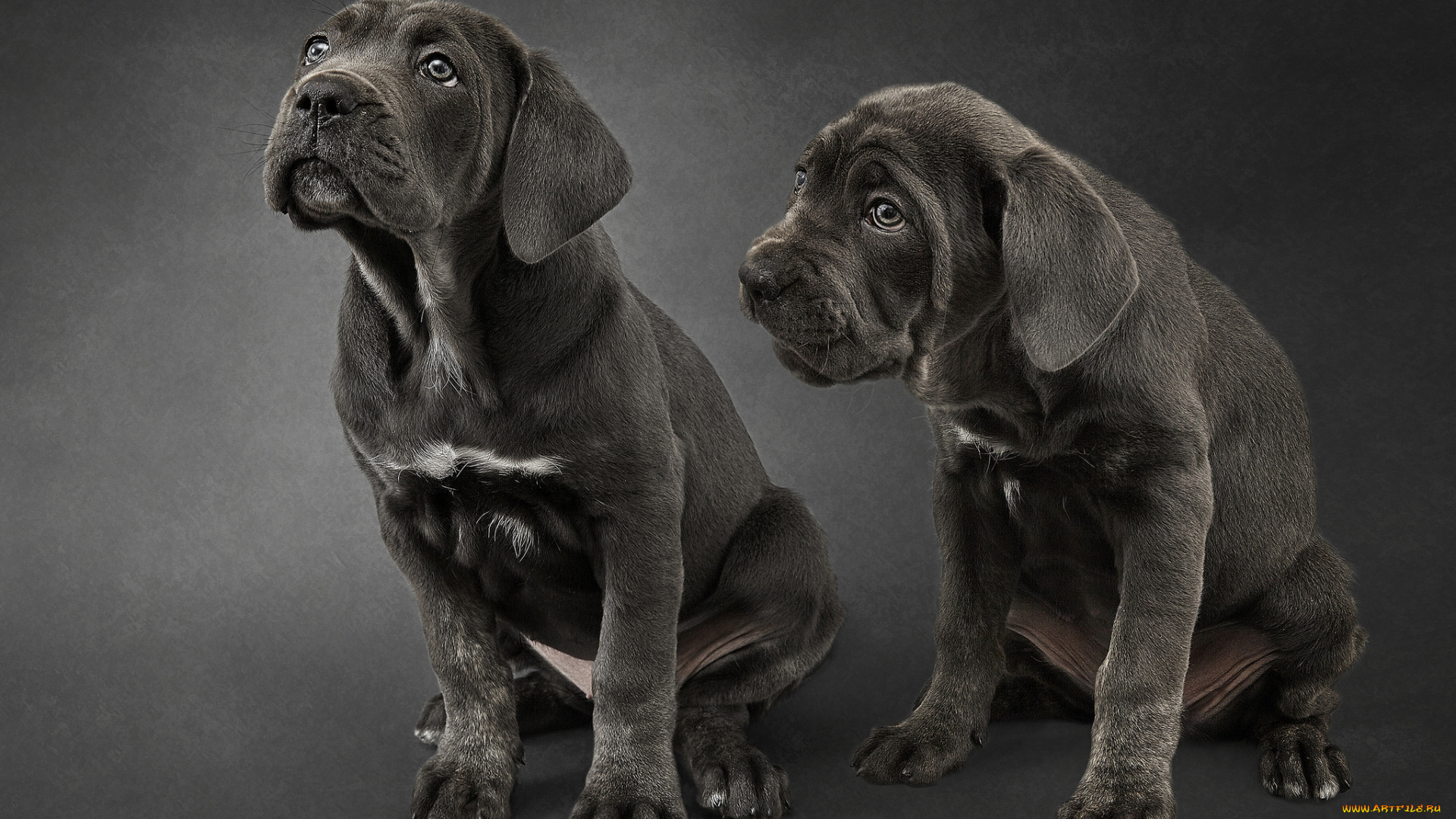 животные, собаки, собачки