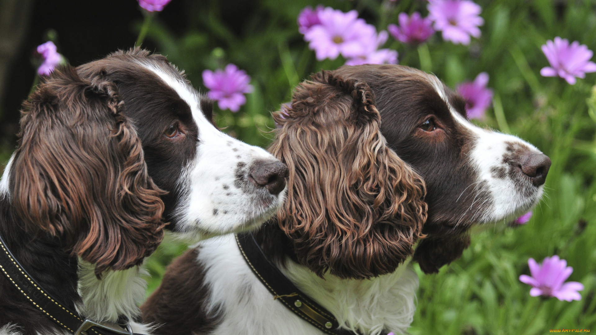 животные, собаки, собачки