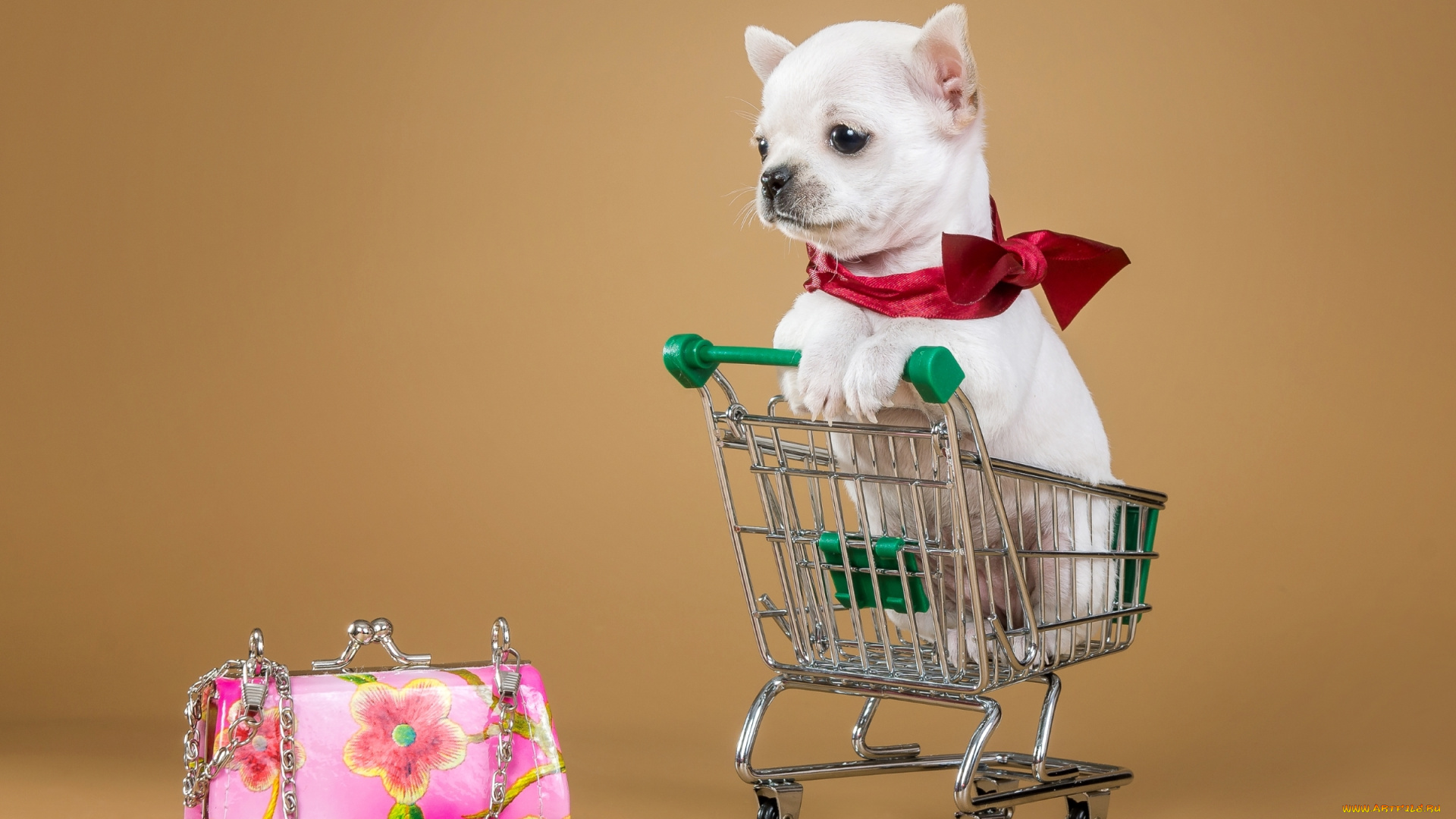 животные, собаки, сумочка, тележка, щенок, чихуахуа