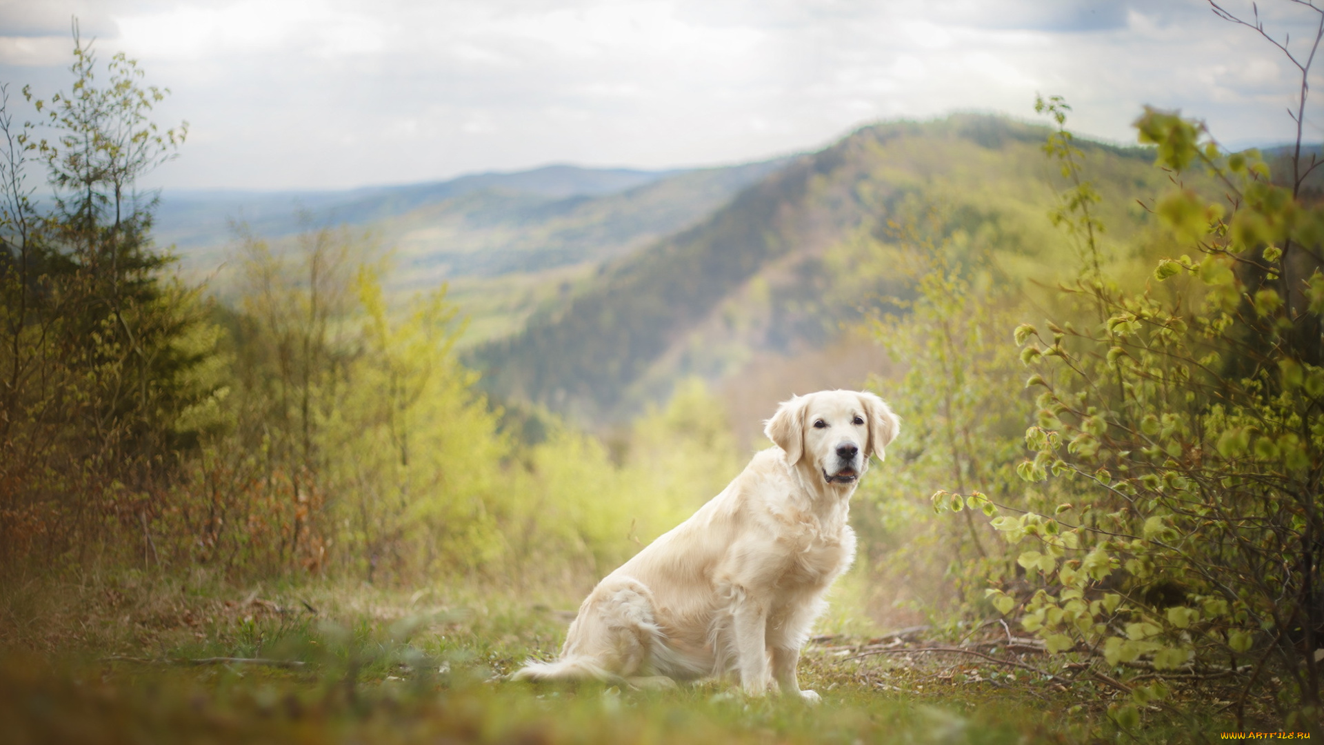 животные, собаки, взгляд, собака, друг
