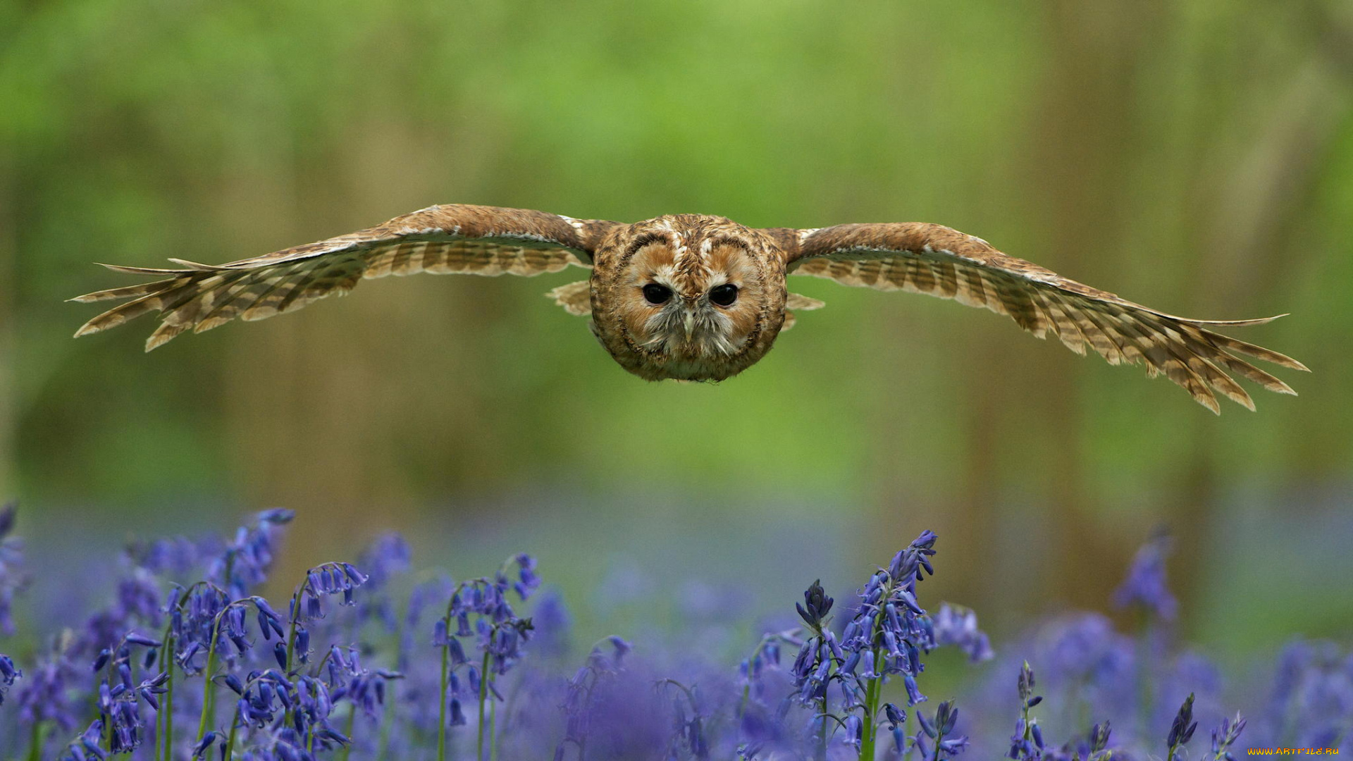 животные, совы, цветы, поляна, взгляд, птица, сова, лес, крылья, взмах, размытость, колокольчики, синие, полёт