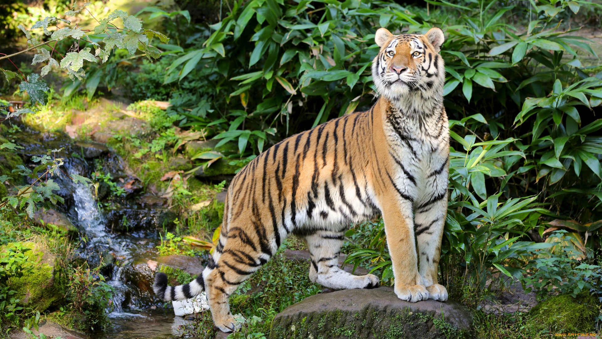 животные, тигры, тигр