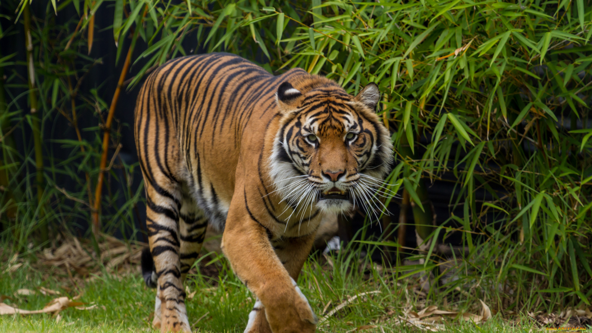 животные, тигры, тигр