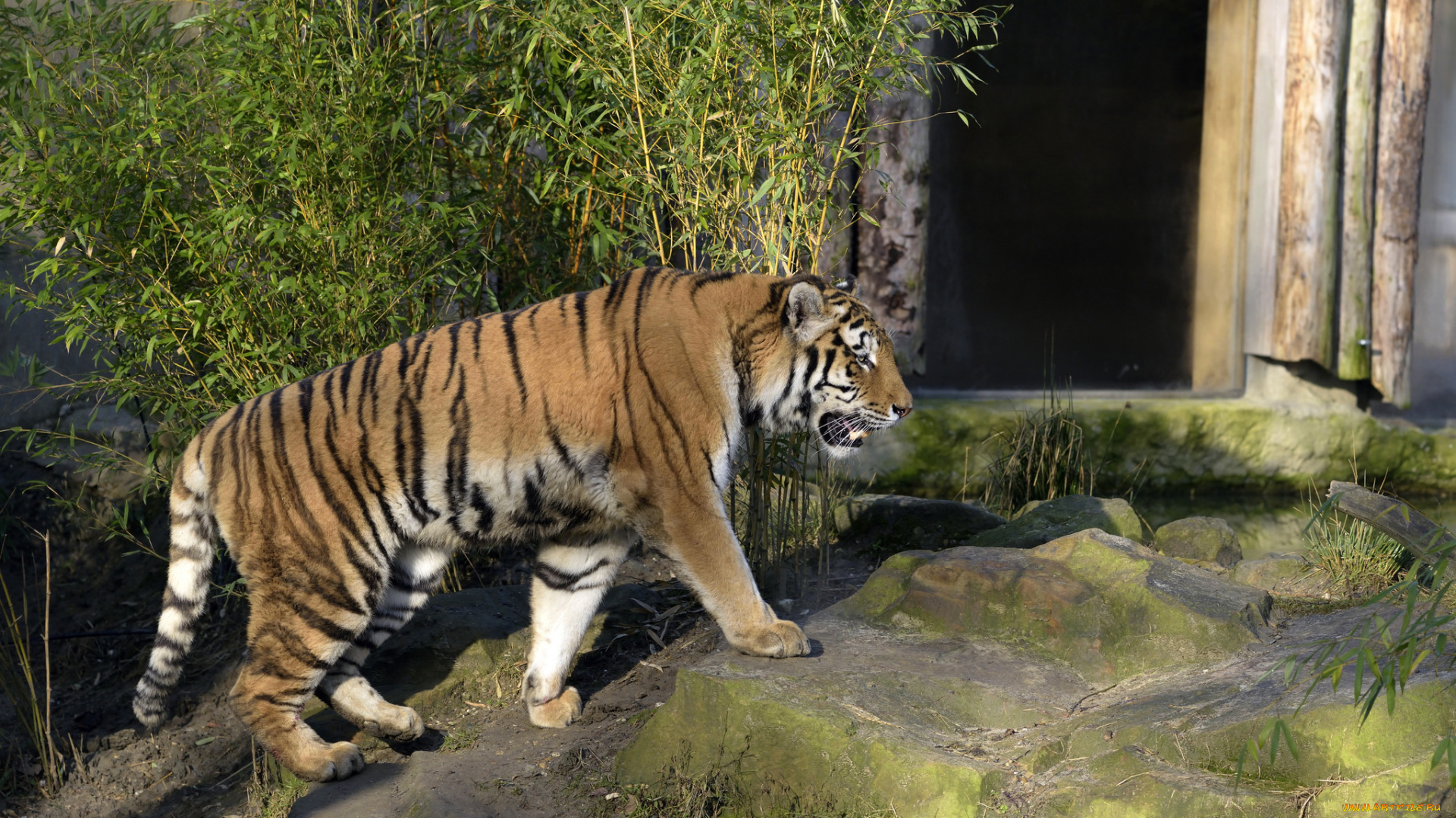 животные, тигры, тигр