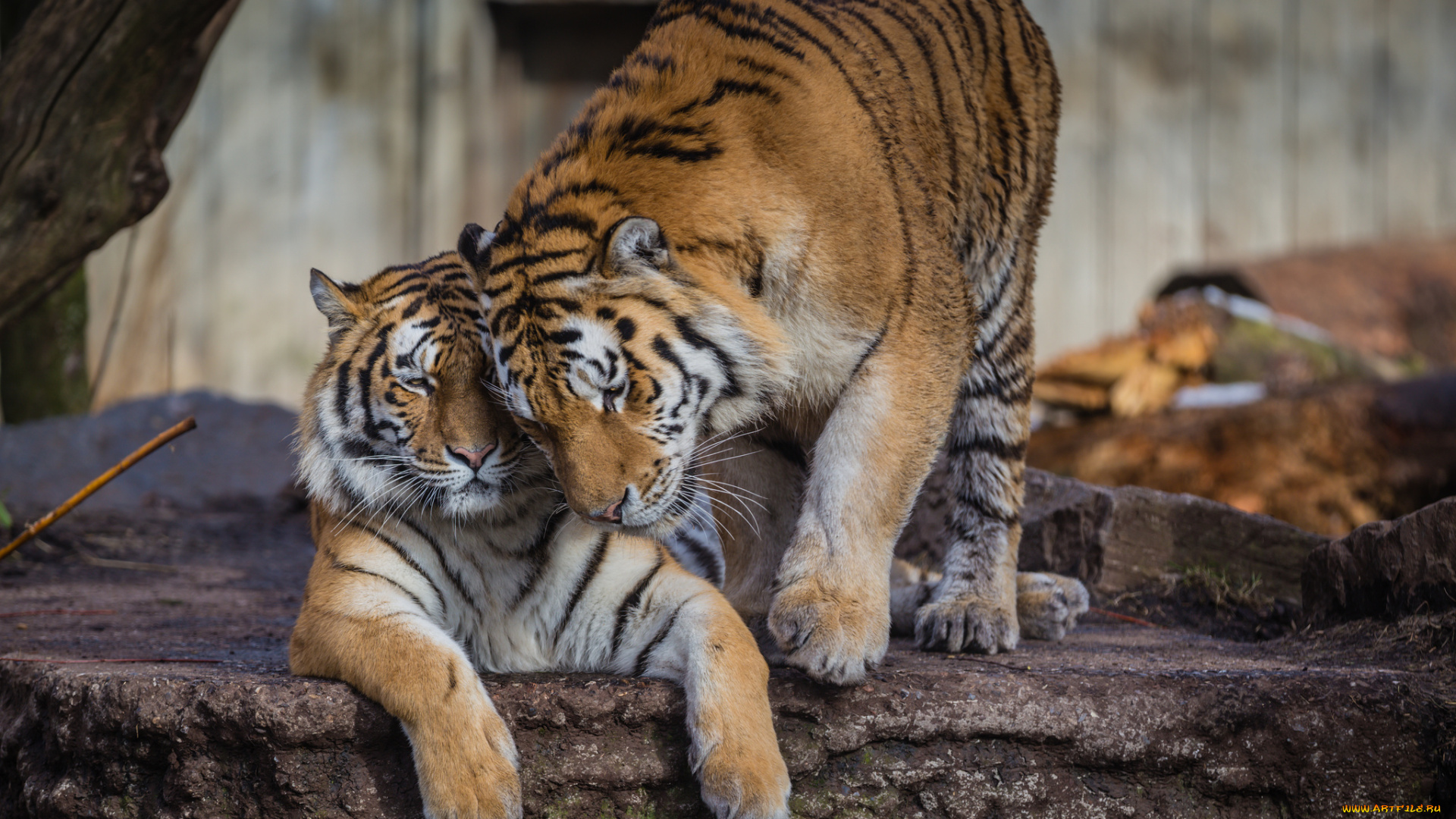 животные, тигры, тигрица, тигр