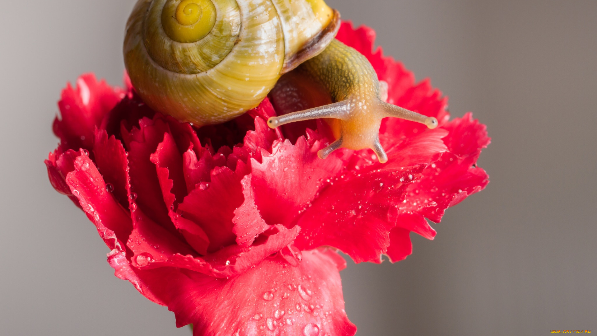 животные, улитки, гвоздика, капли, роса, цветок, усики, насекомое, улитка