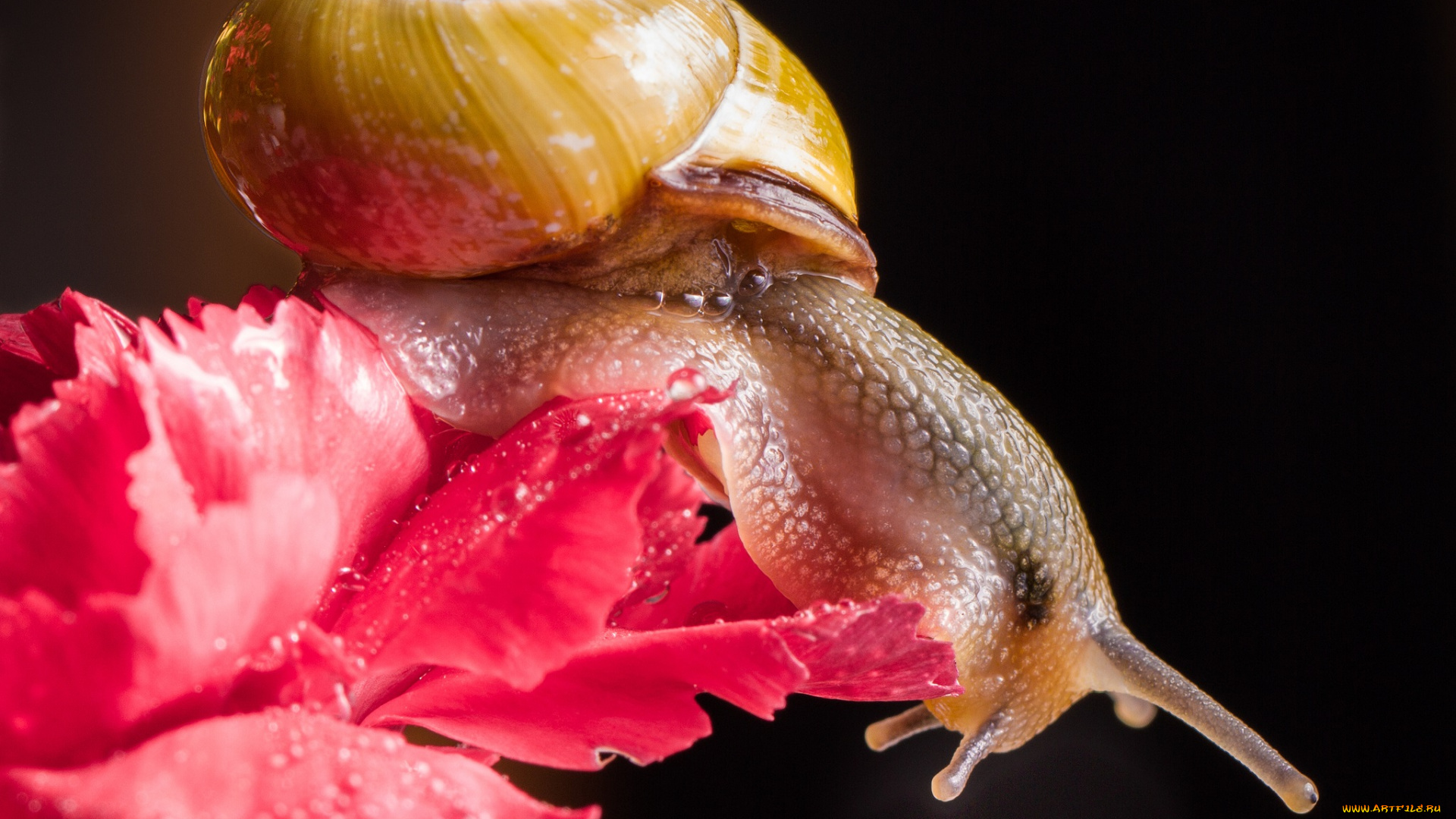 животные, улитки, роса, цветок, улитка, чёрный, фон, гвоздика