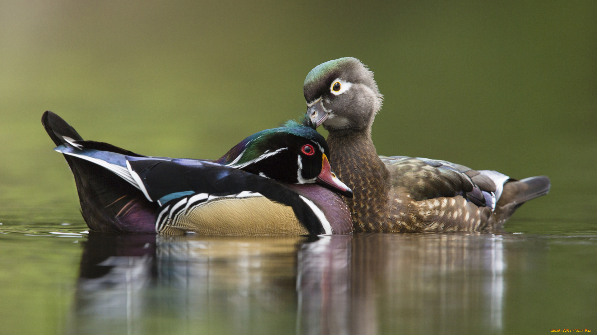 животные, утки, романтика, вода, озеро, утки-мандаринки