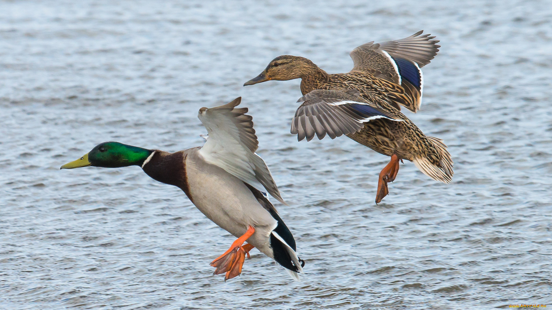 животные, утки, утка, селезень