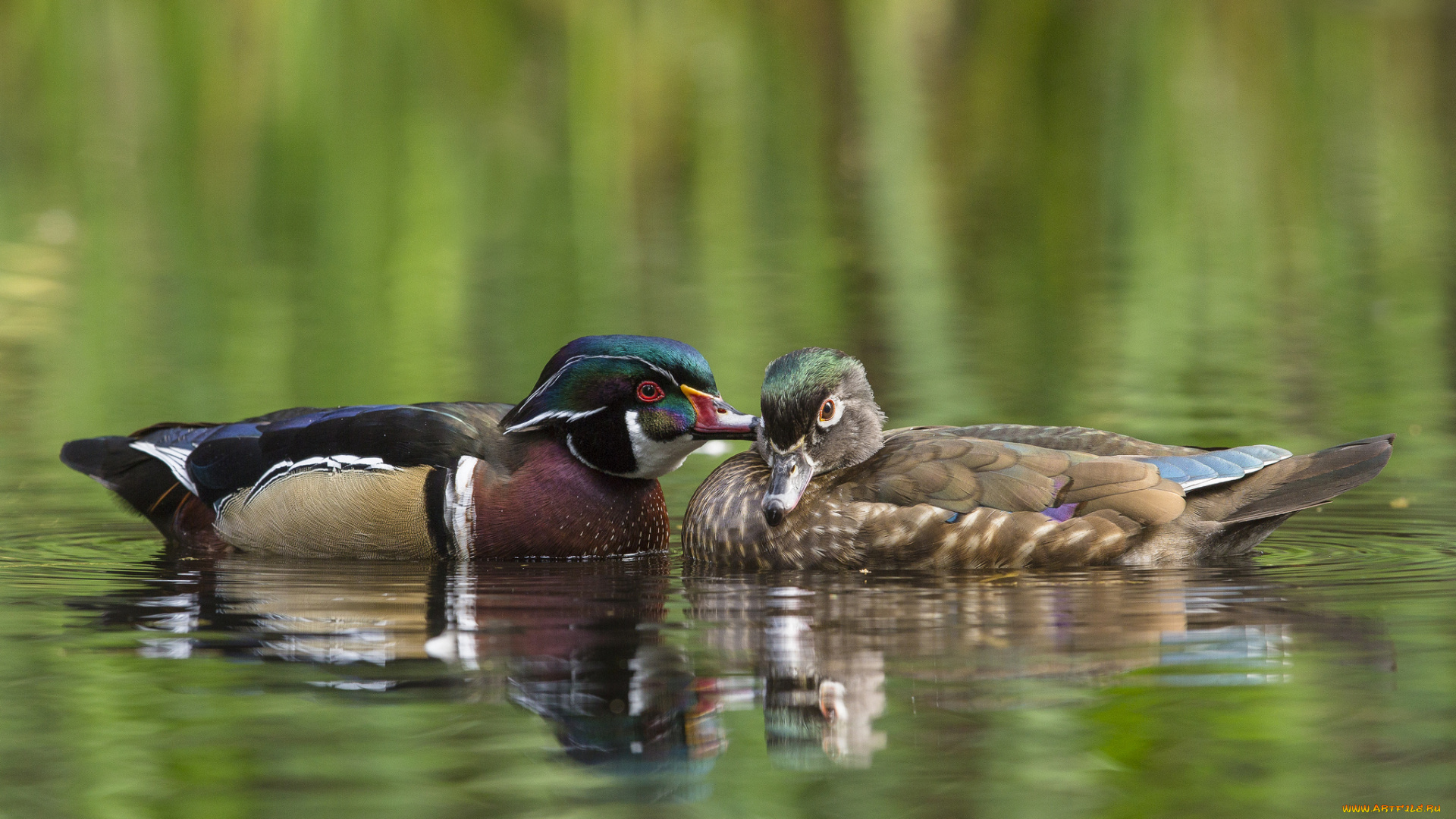 животные, утки, вода, романтика, озеро, утки-мандаринки