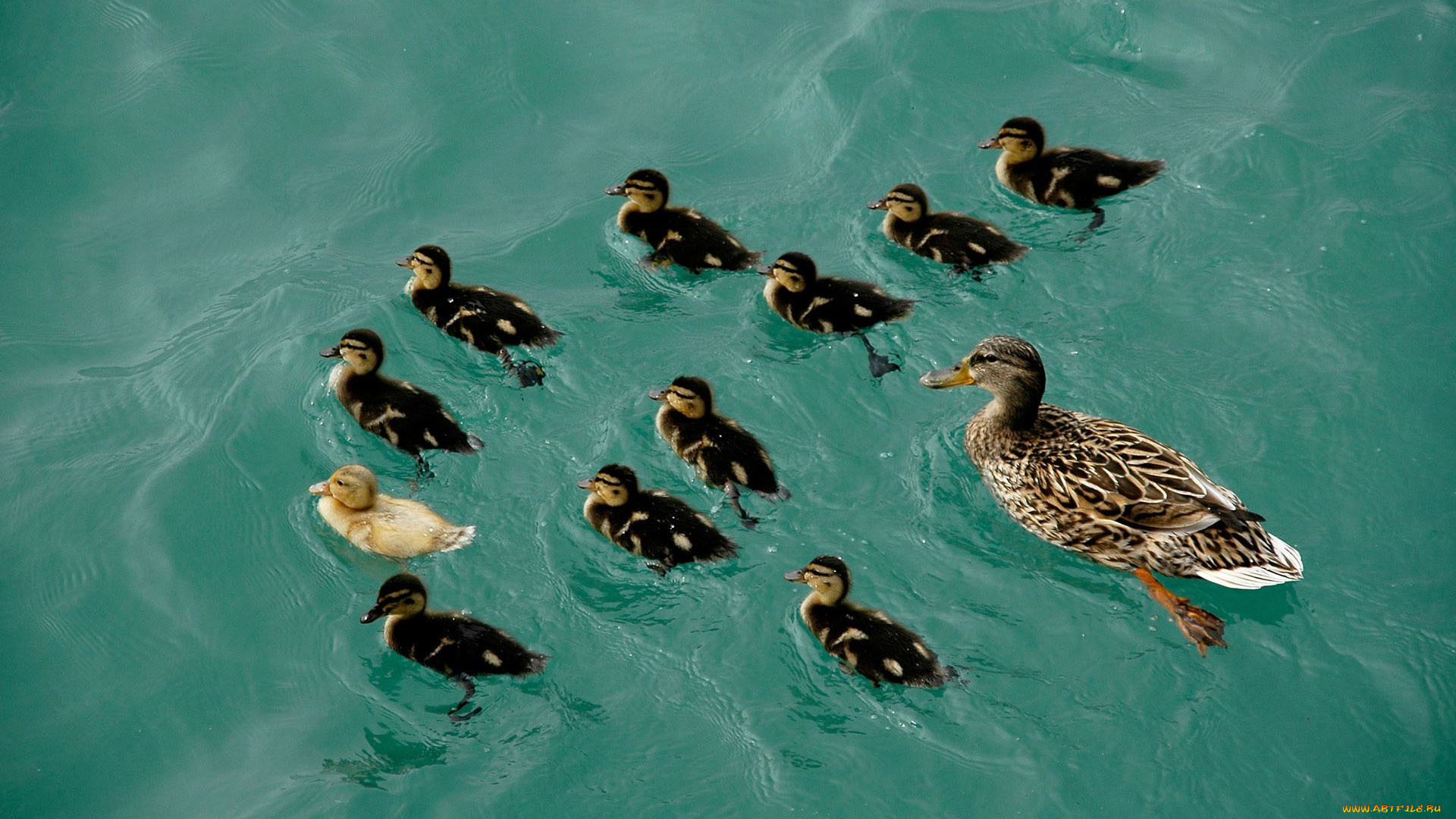 животные, утки, вода, утята, утка