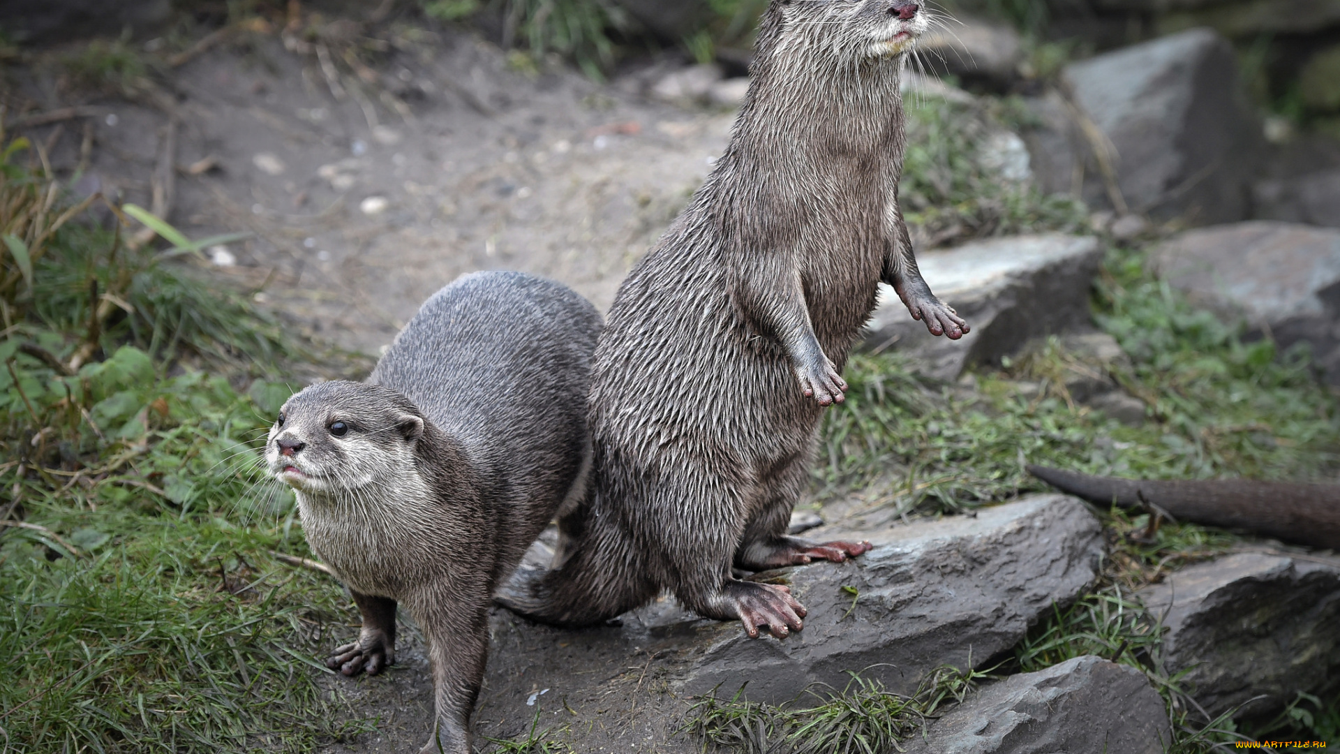 животные, выдры, , каланы, , ондатры