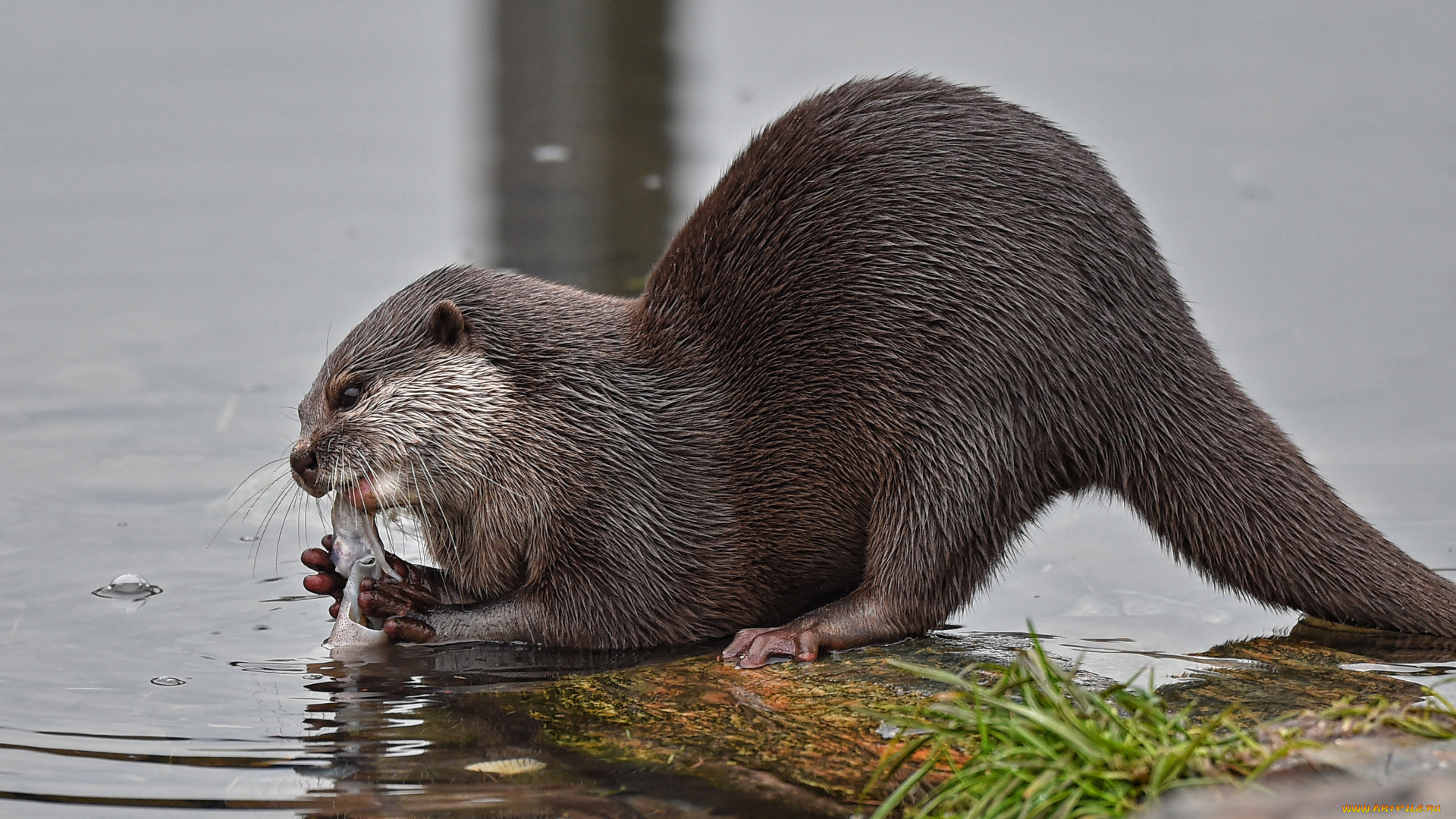 животные, выдры, , каланы, , ондатры, выдра
