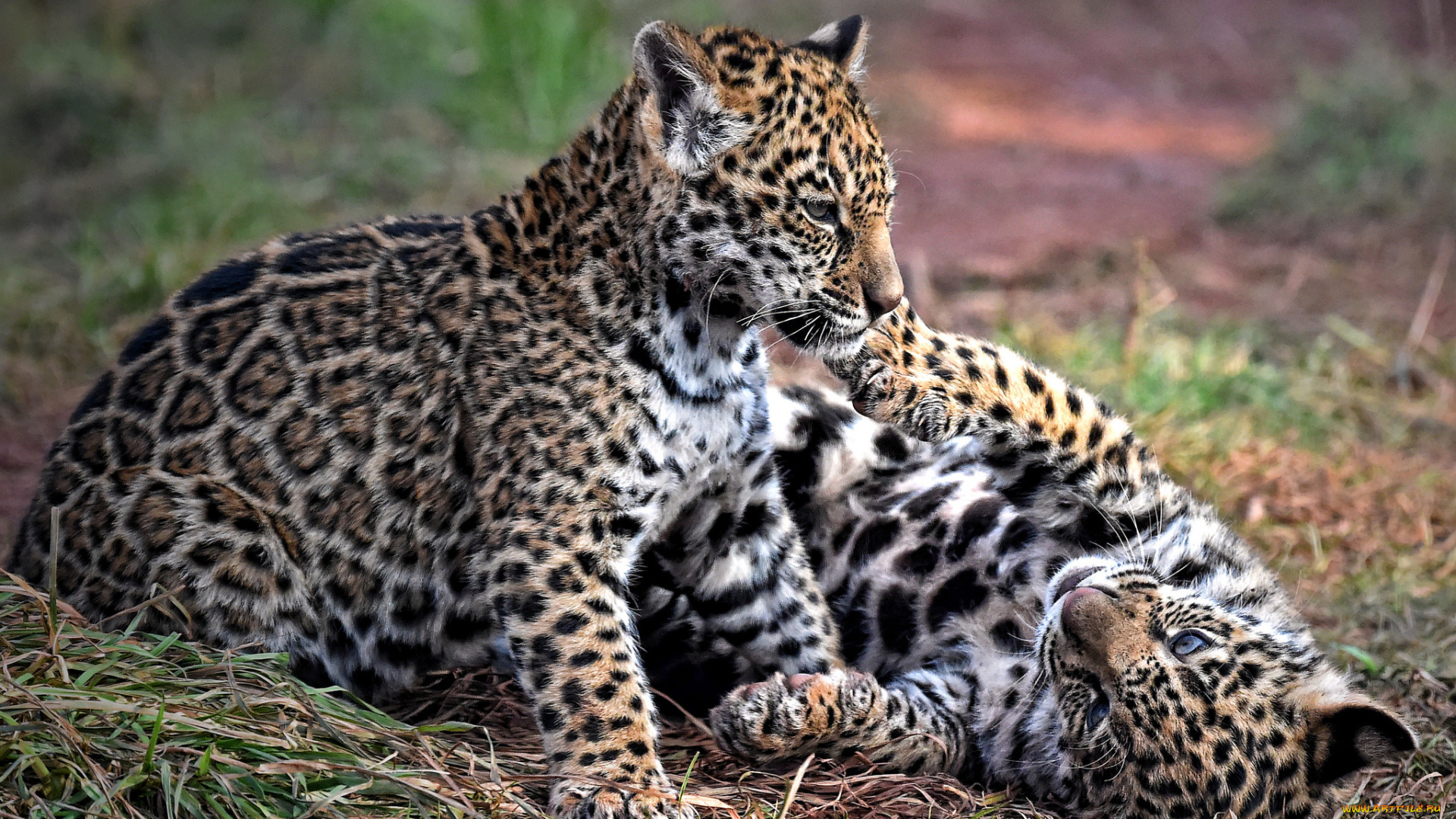 животные, Ягуары, котята