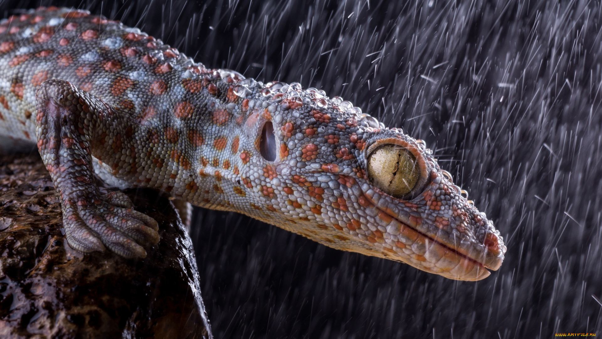 животные, Ящерицы, , игуаны, , вараны, хищник, рептилия, reptile, дождь, lizard, ящерица, желтые, глаза, улыбка, hunting, eyes, yellow, ящерка, beauty, rain, охота, морда