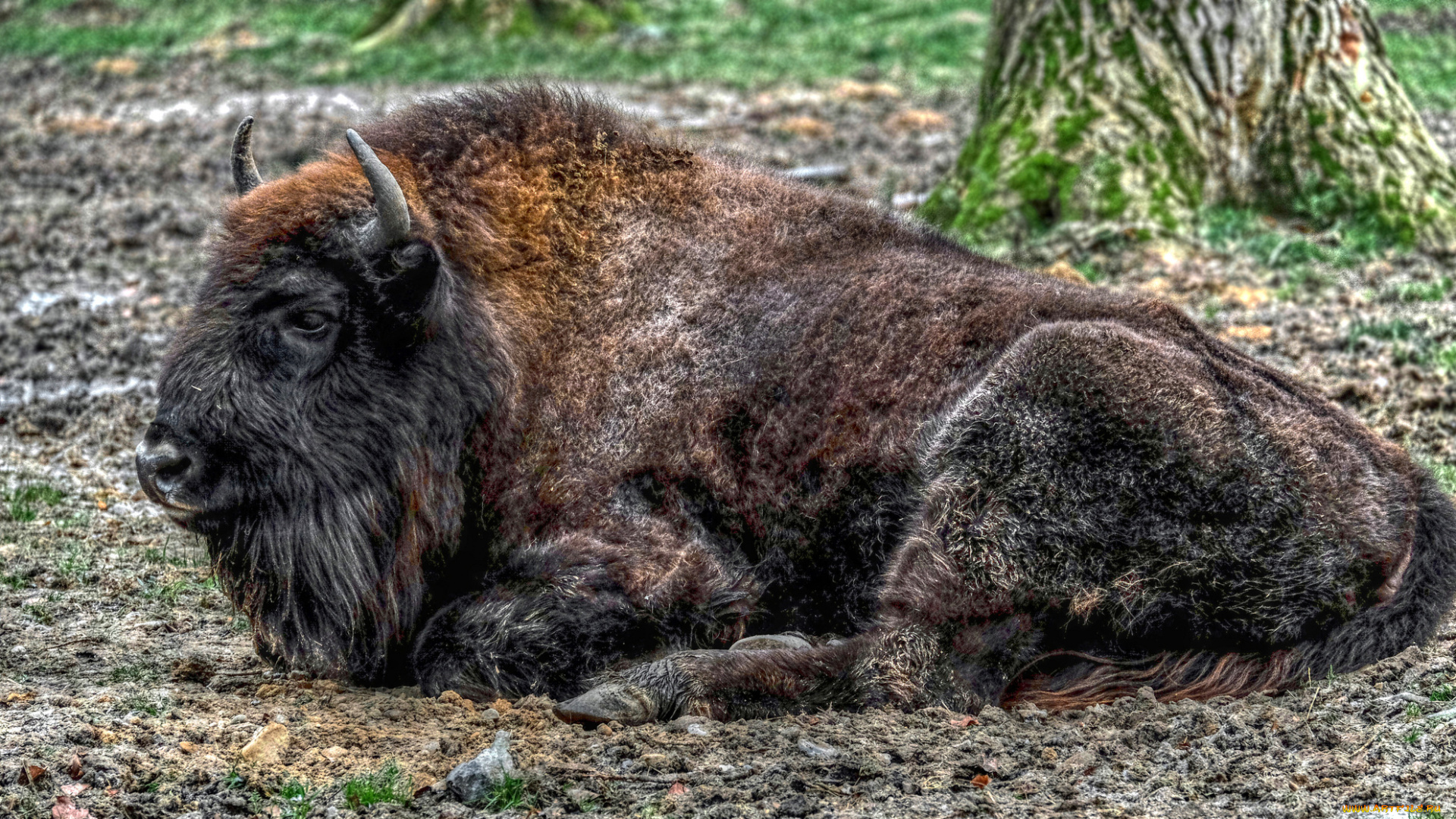 животные, зубры, , бизоны, бизон