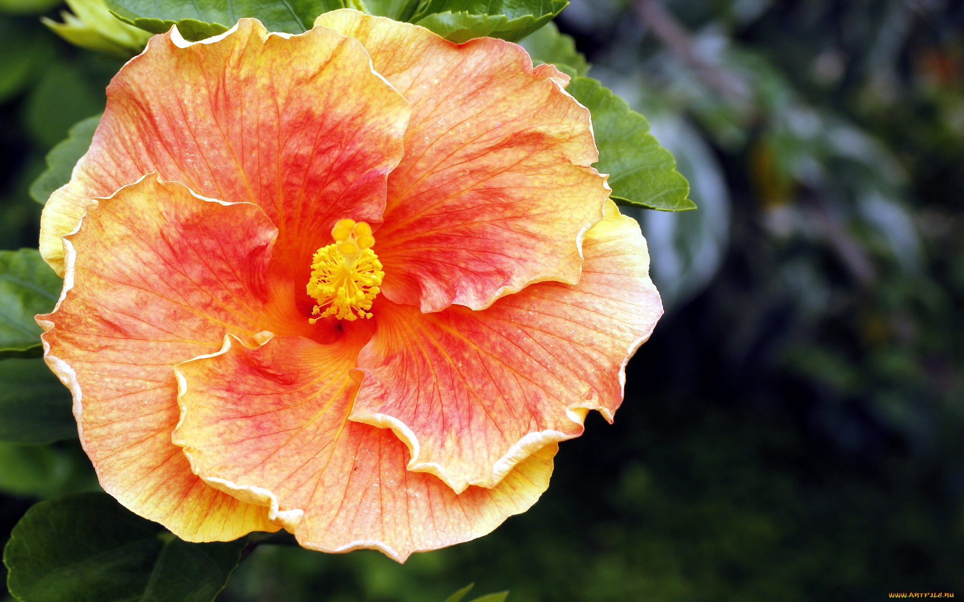 цветы, гибискусы, макро